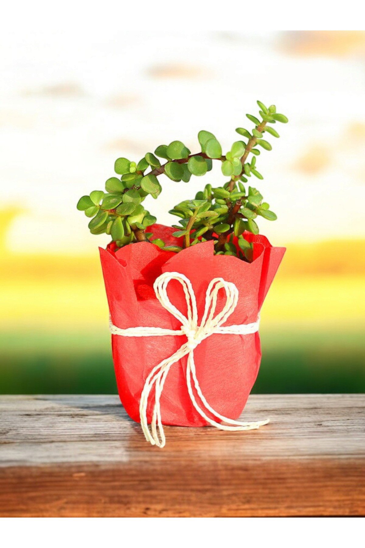 Hediyelik para çiçeği para ağacı