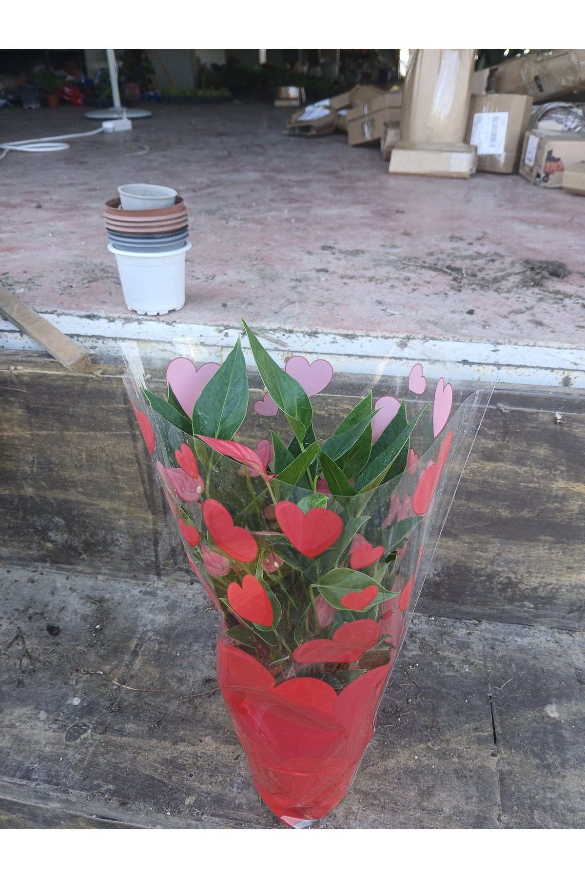 Hediyelik pembe antoryum flamingo çiçeği 10 köklü