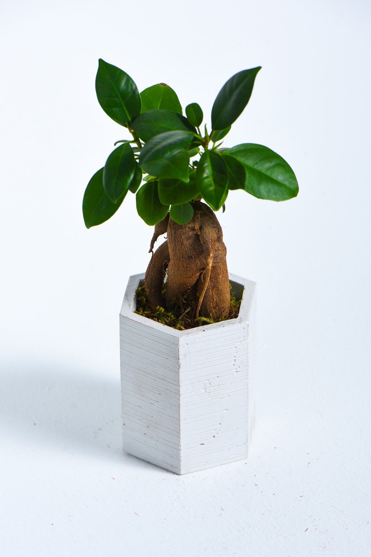 Hexagon Serisi White Ficus Bonsai