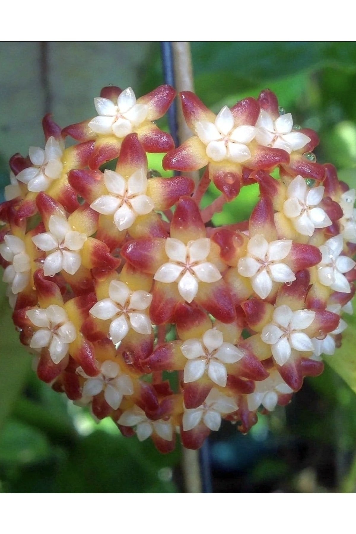 Hoya Callistophylla Black Cat Mum Çiçeği