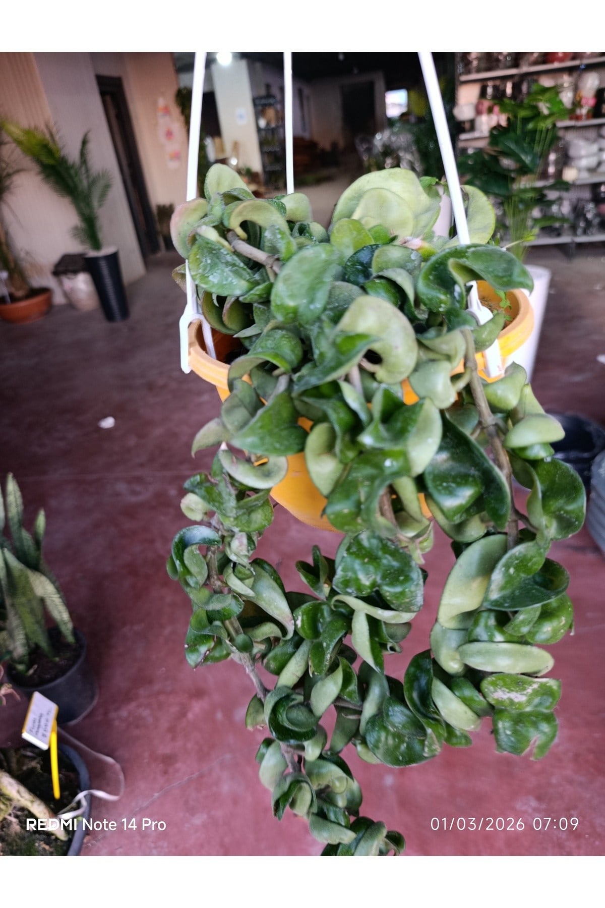 Hoya Carnosa Compacta Askılı Saksı Nadir Sarkıcı Mum Çiçeği kıvırcık yapraklı