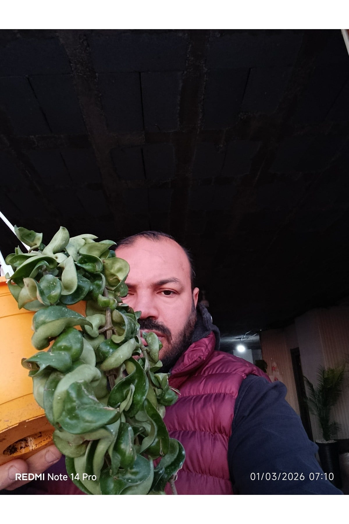 Hoya Carnosa Compacta Askılı Saksı Nadir Sarkıcı Mum Çiçeği kıvırcık yapraklı