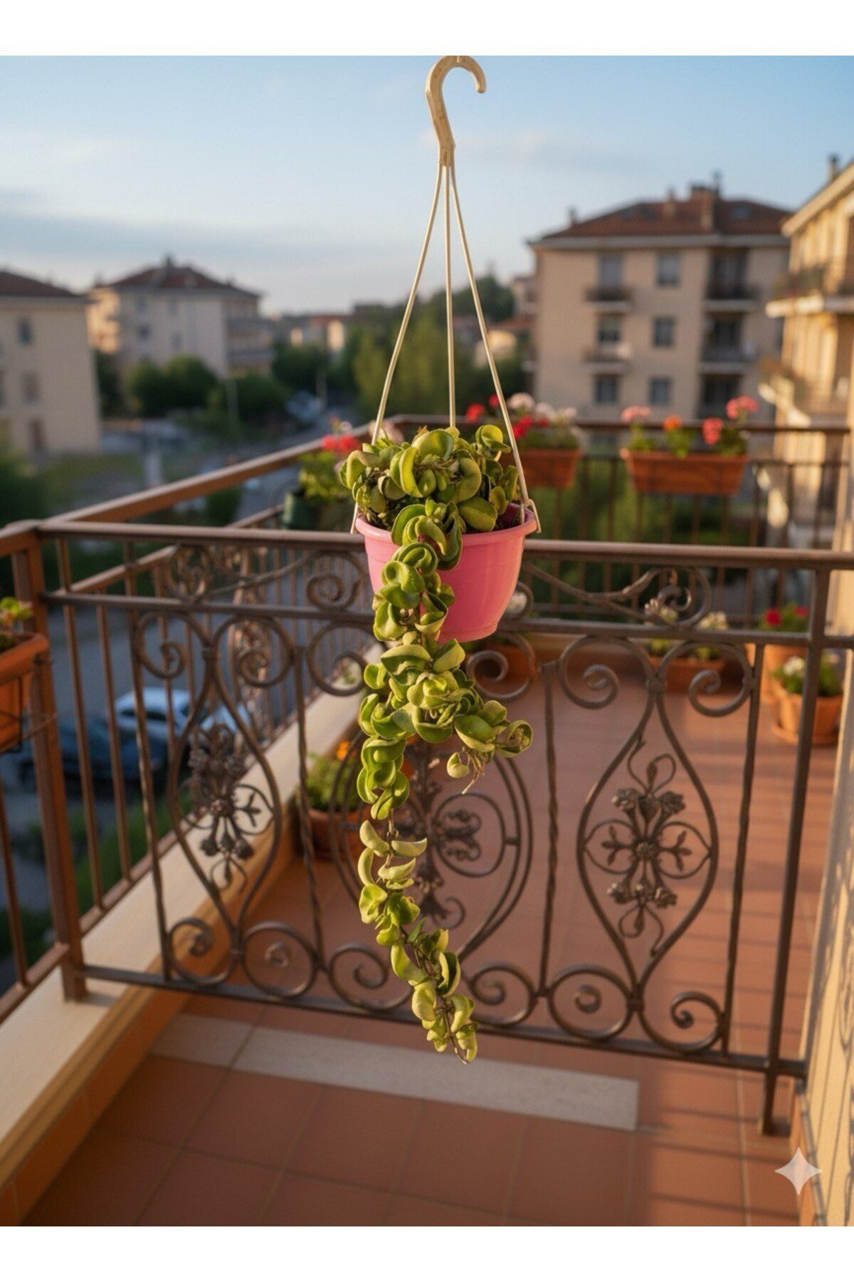 Hoya Carnosa Kıvırçık Mum Çiçeği Saksılı