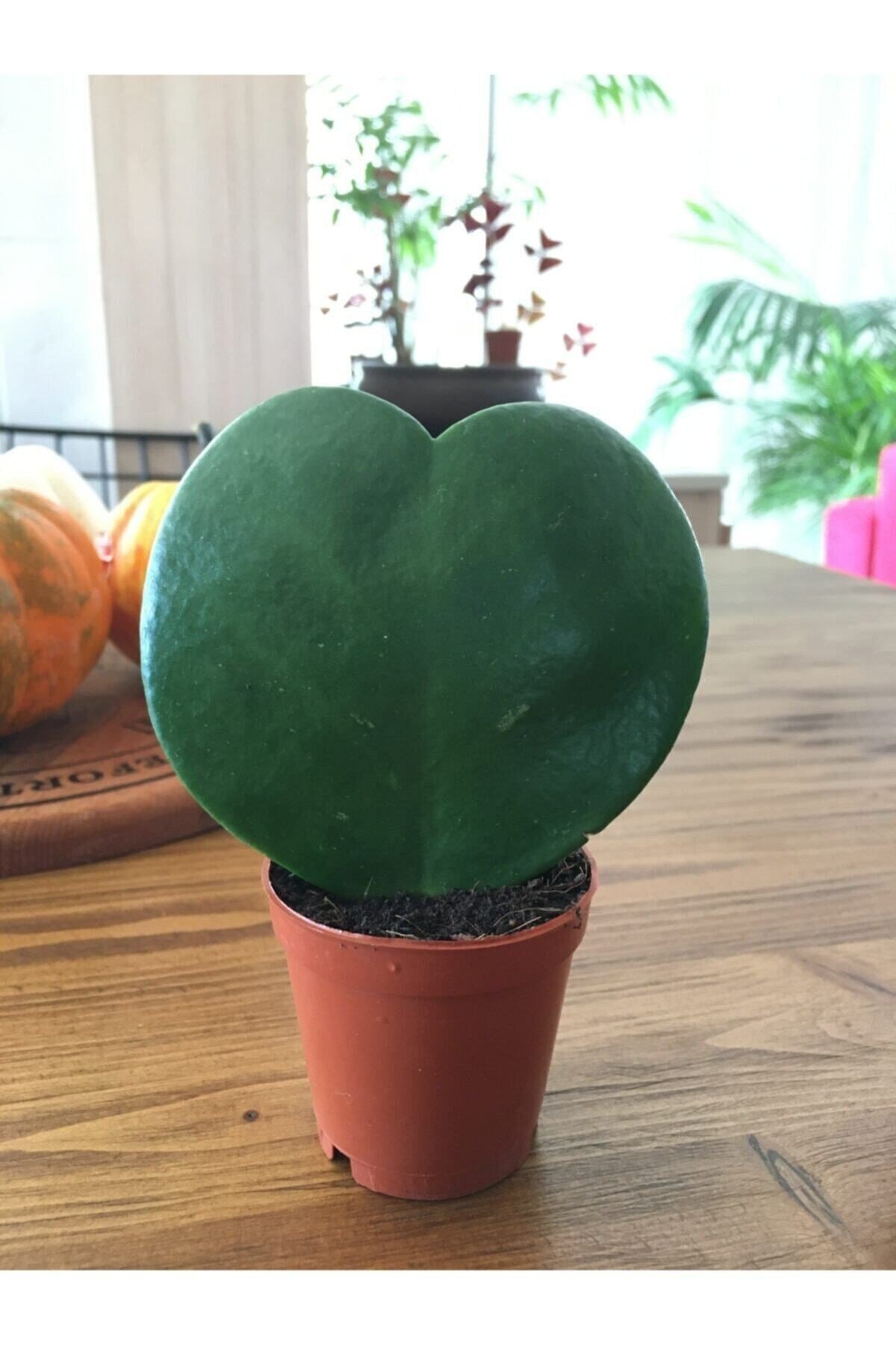 Hoya Kerri Kalp Çiçeği
