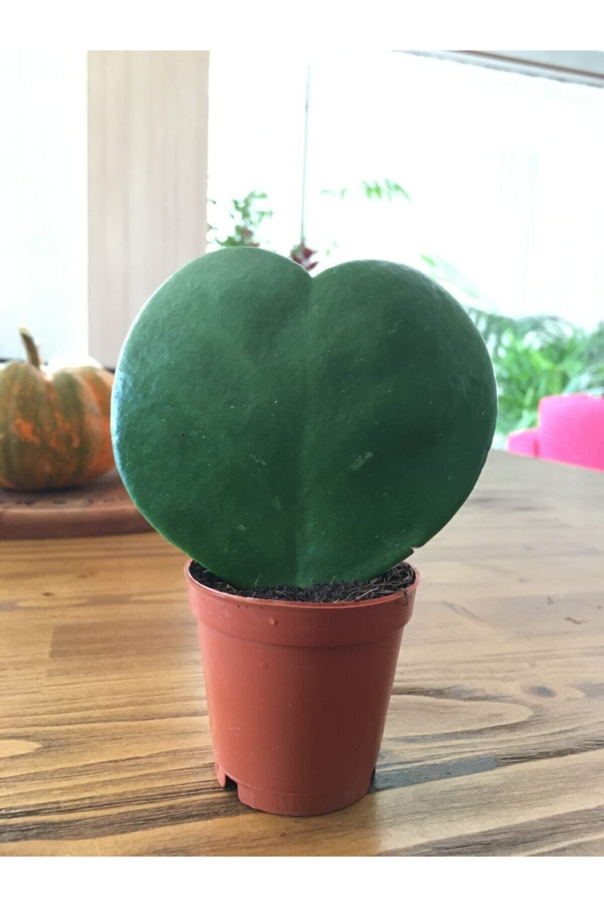 Hoya Kerri Kalp Çiçeği