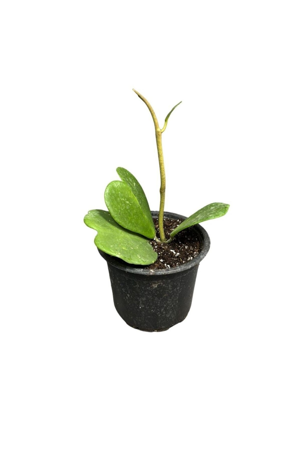Hoya Kerrii Ø10,5
