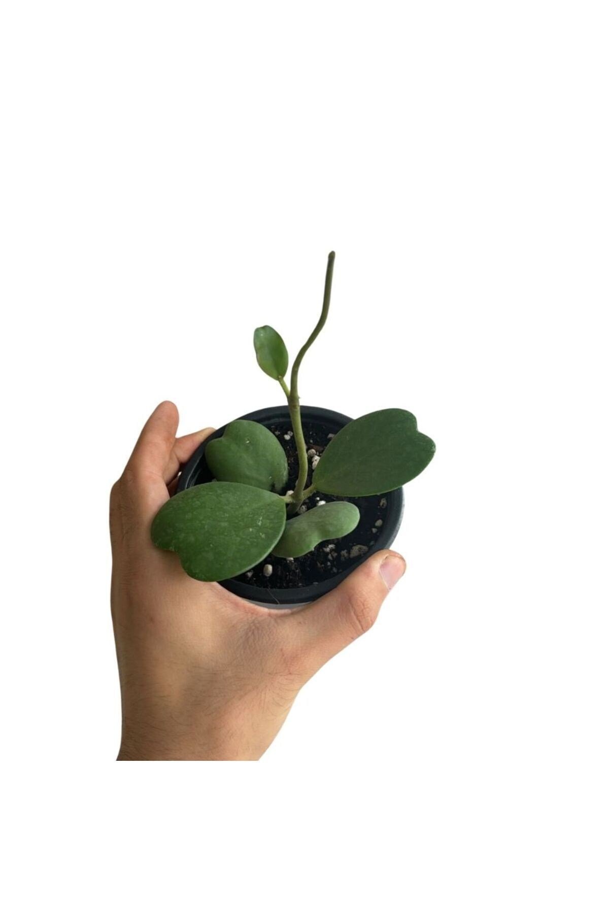 Hoya Kerrii Ø10,5