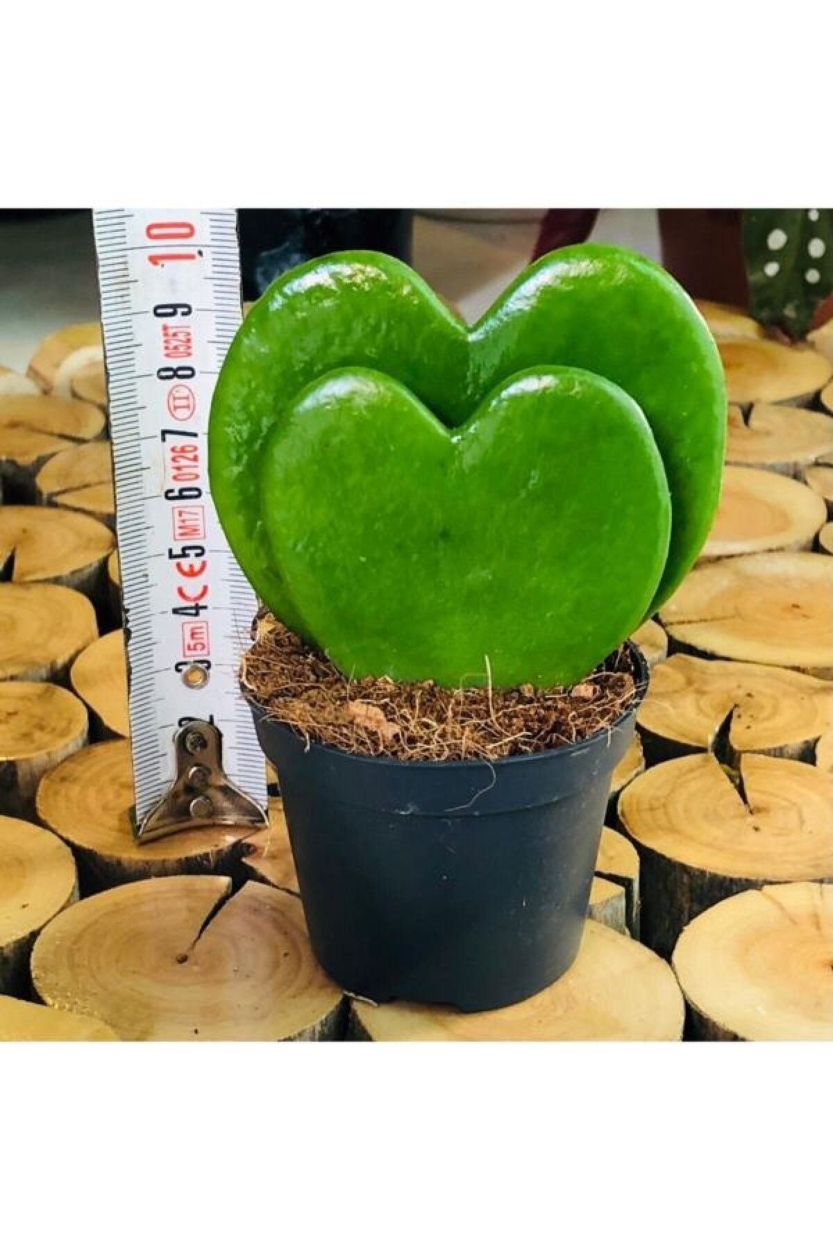 Hoya Kerrii 2'li