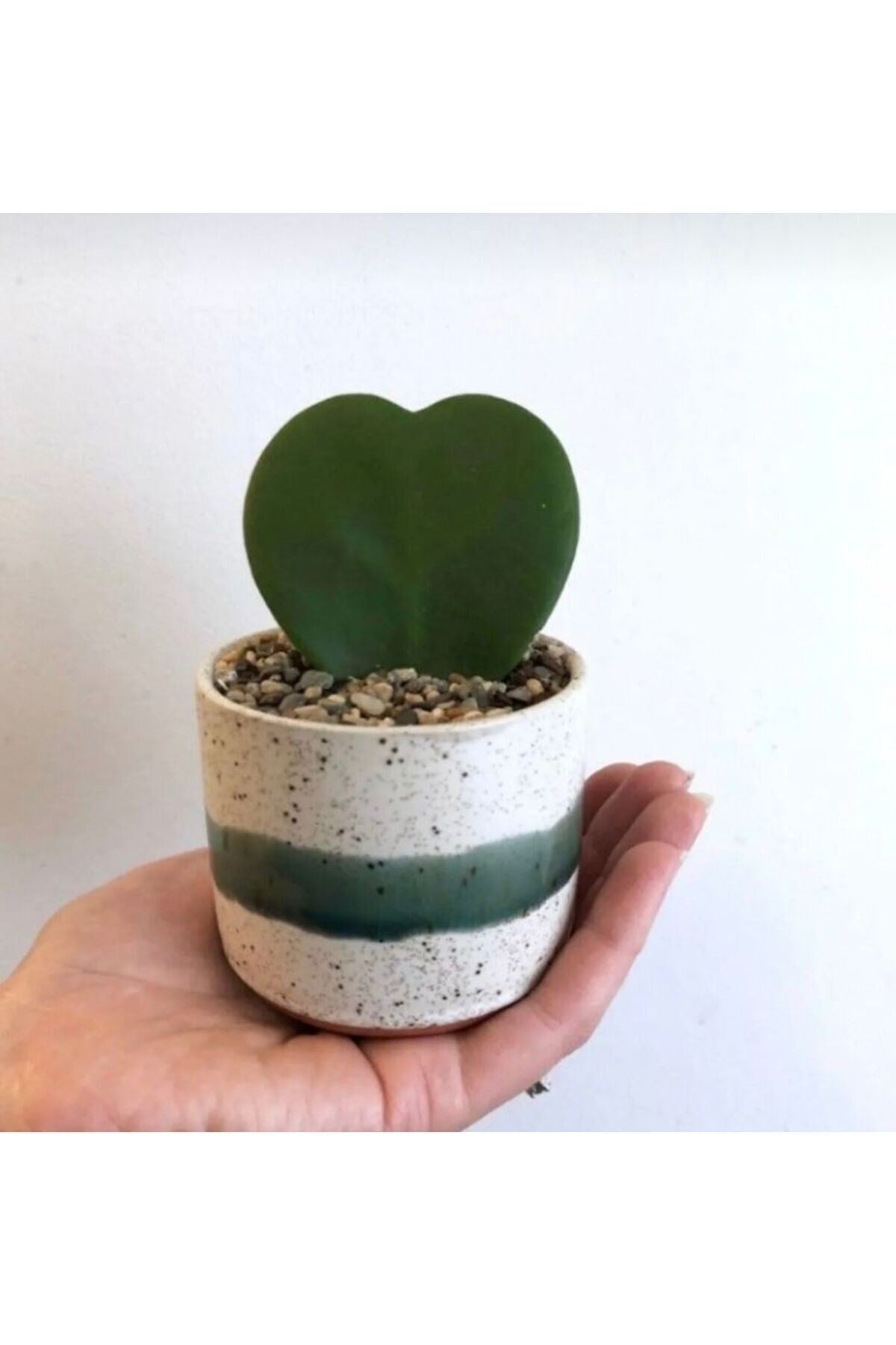 Hoya Kerrii (Kalp Sukulent) Şanslı kalp saksı 8,5cm Kalp kaktüs