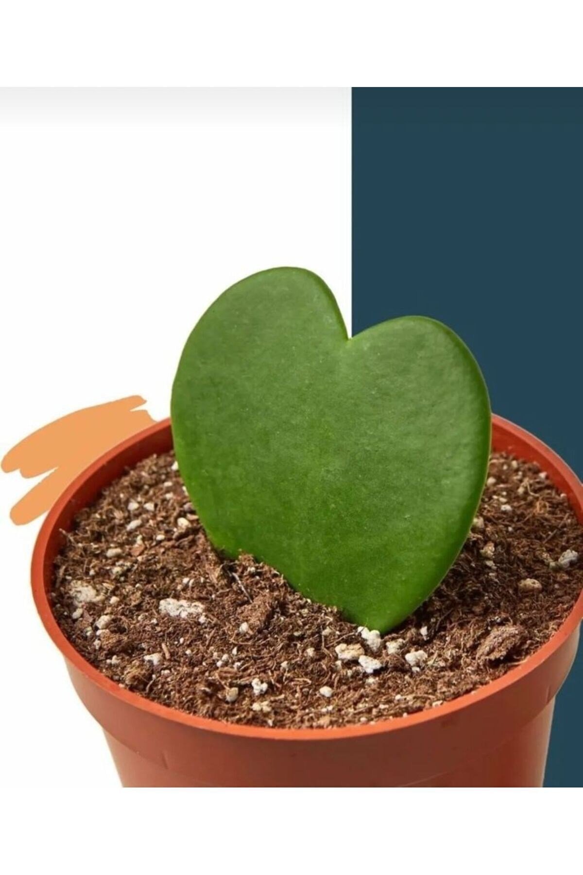 Hoya Kerrii (Kalp Sukulent) Şanslı kalp saksı 8,5cm Kalp kaktüs