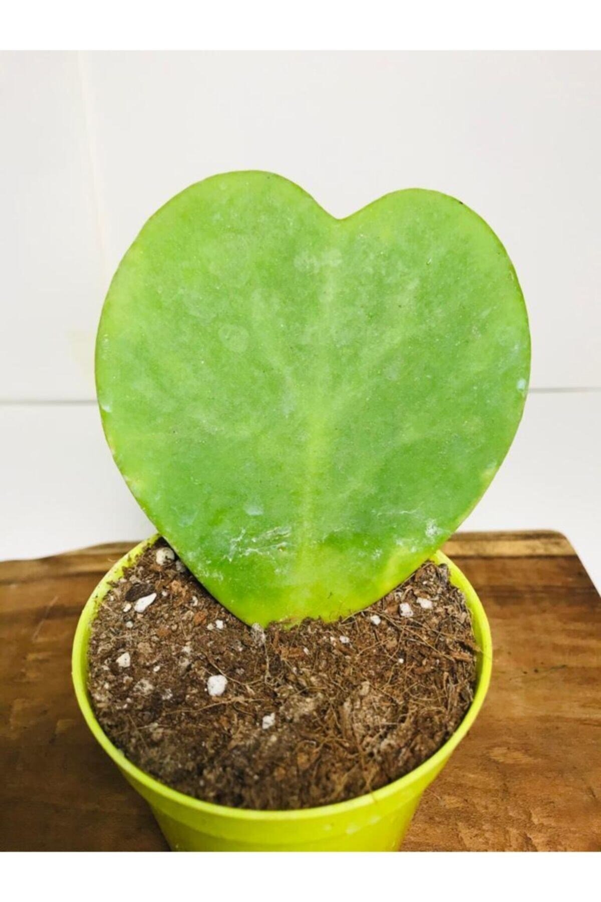 Hoya Kerrii Kalp Sukulent Sweetheart