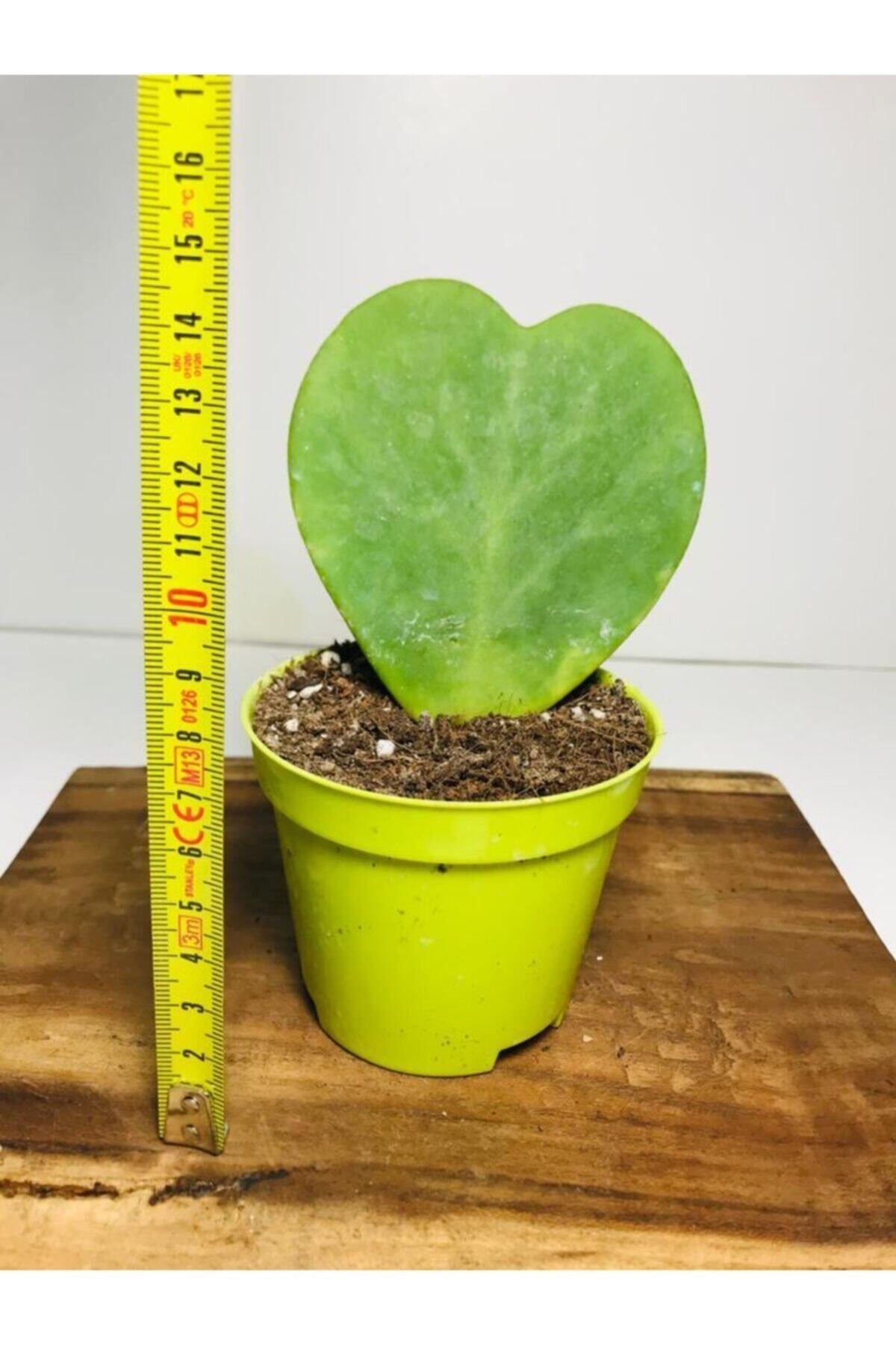 Hoya Kerrii Kalp Sukulent Sweetheart