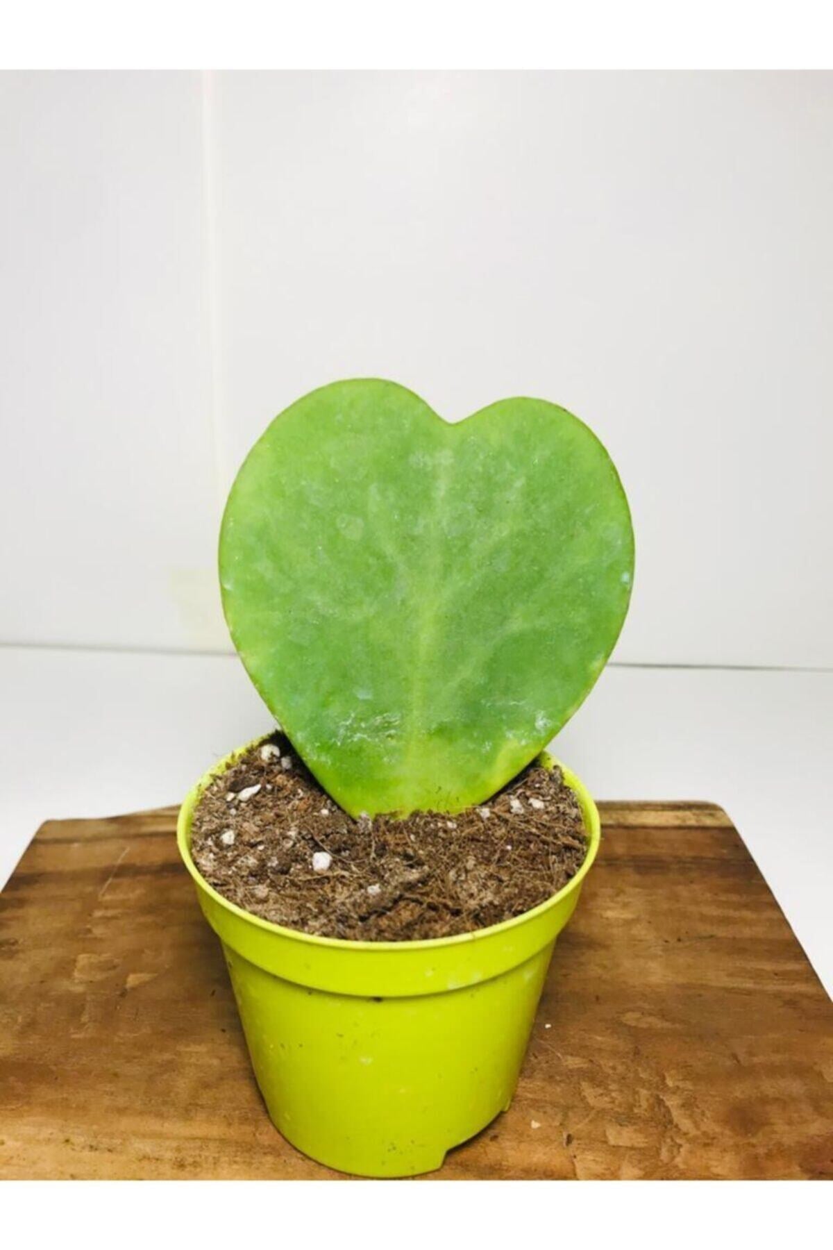 Hoya Kerrii Kalp Sukulent Sweetheart