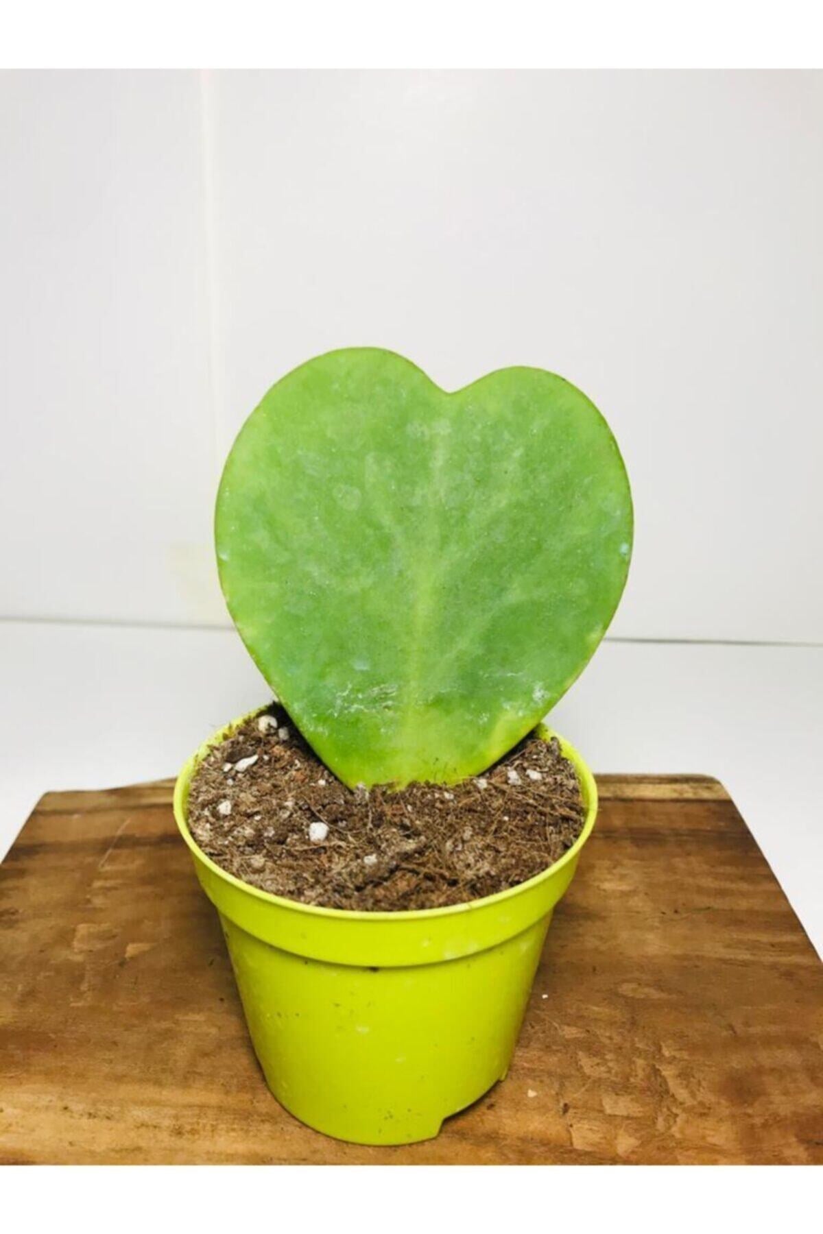 Hoya Kerrii Kalp Sukulent Sweetheart