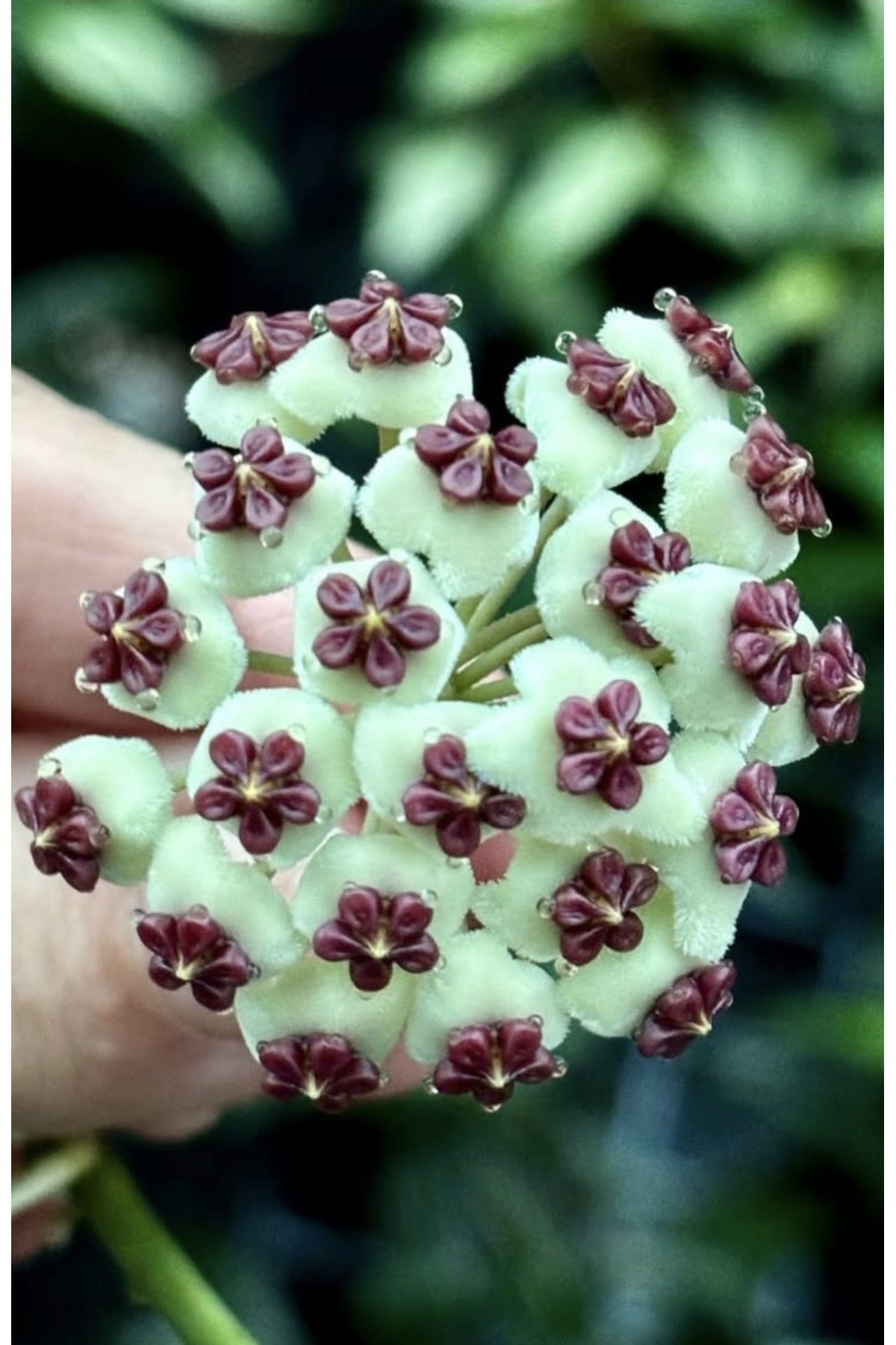 Hoya Kerrii Mum Çiçeği