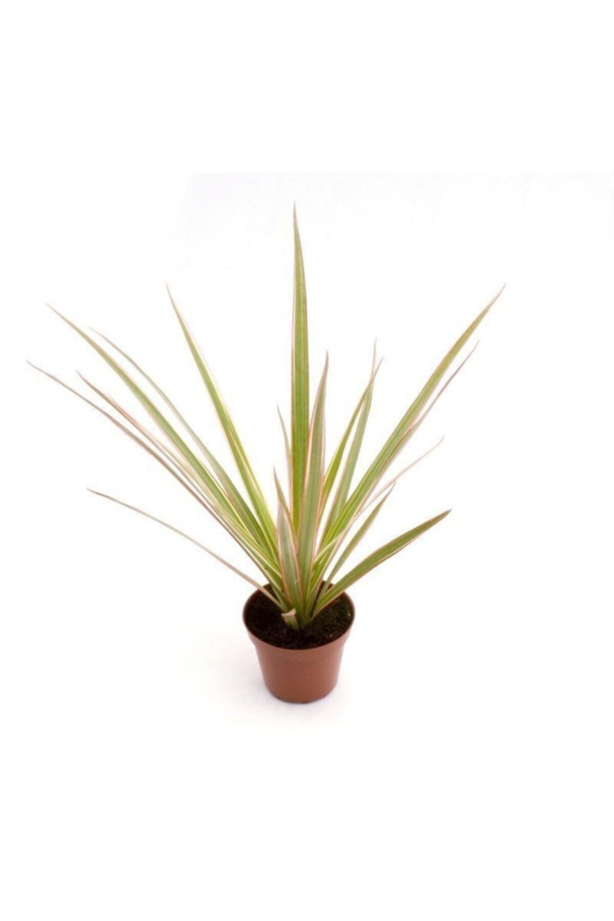 İç Mekan Bitkileri Dracaena Marginata Bicolor Baby