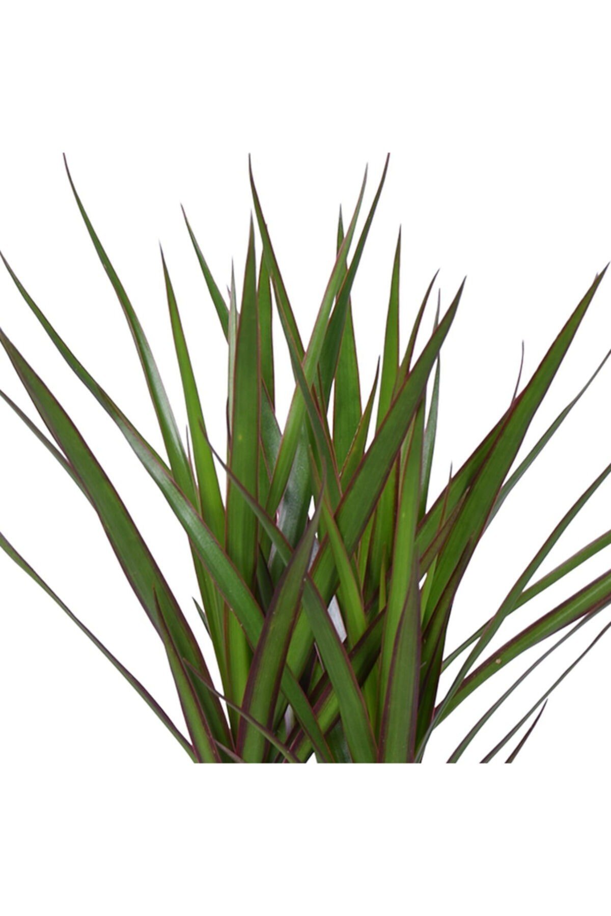 Iç Mekan Bitkileri Dracaena Marginata Bicolor - 3 Gövdeli Bahçe Çiçekleri