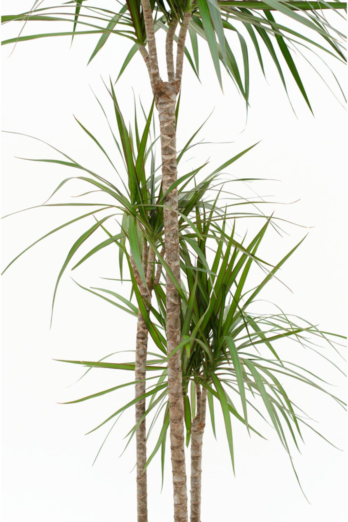 Iç Mekan Bitkileri Dracaena Marginata Bicolor - 3 Gövdeli Bahçe Çiçekleri