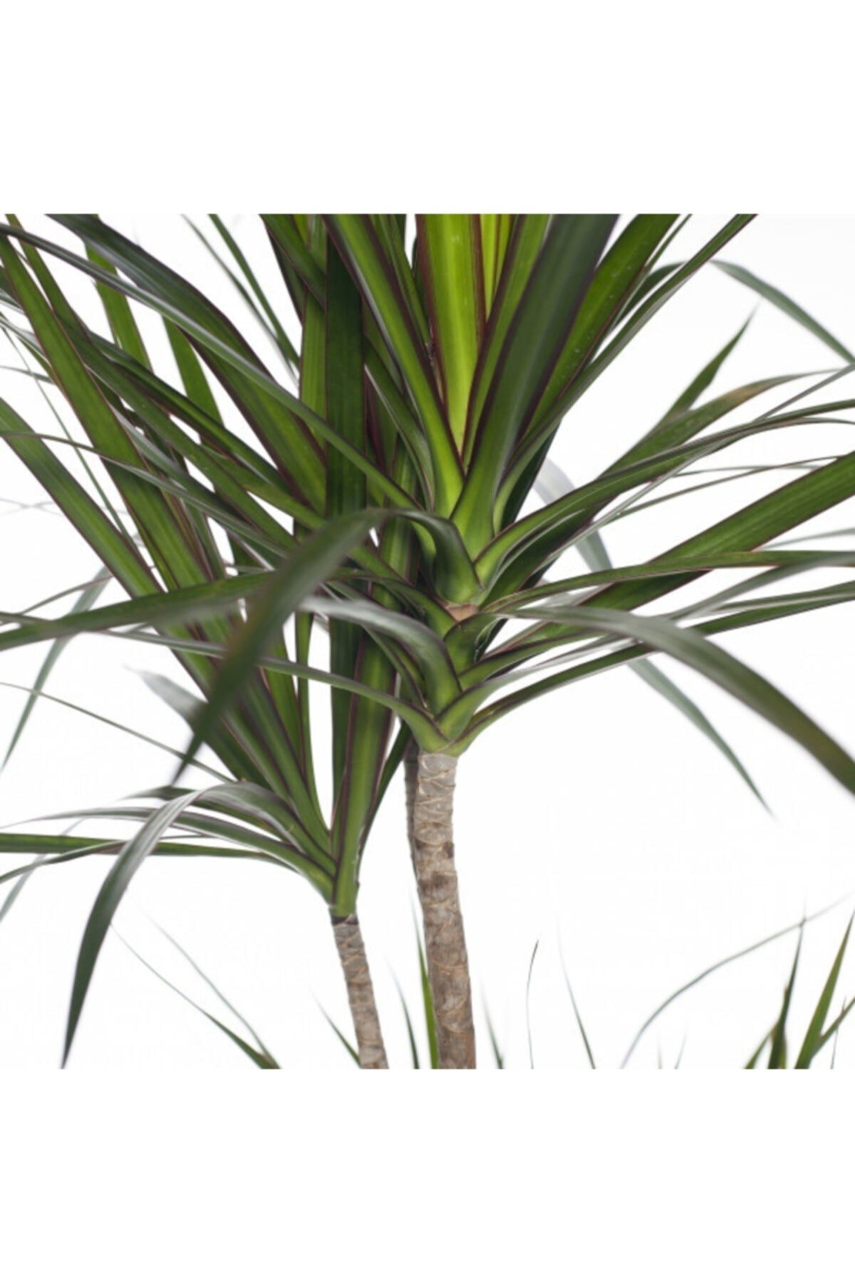 Iç Mekan Bitkileri Dracaena Marginata Bicolor - 3 Gövdeli Bahçe Çiçekleri