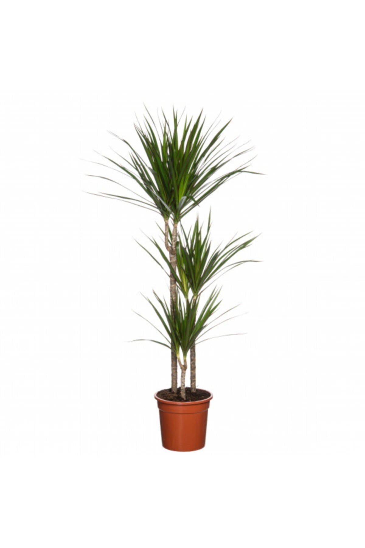 Iç Mekan Bitkileri Dracaena Marginata Bicolor - 3 Gövdeli Bahçe Çiçekleri
