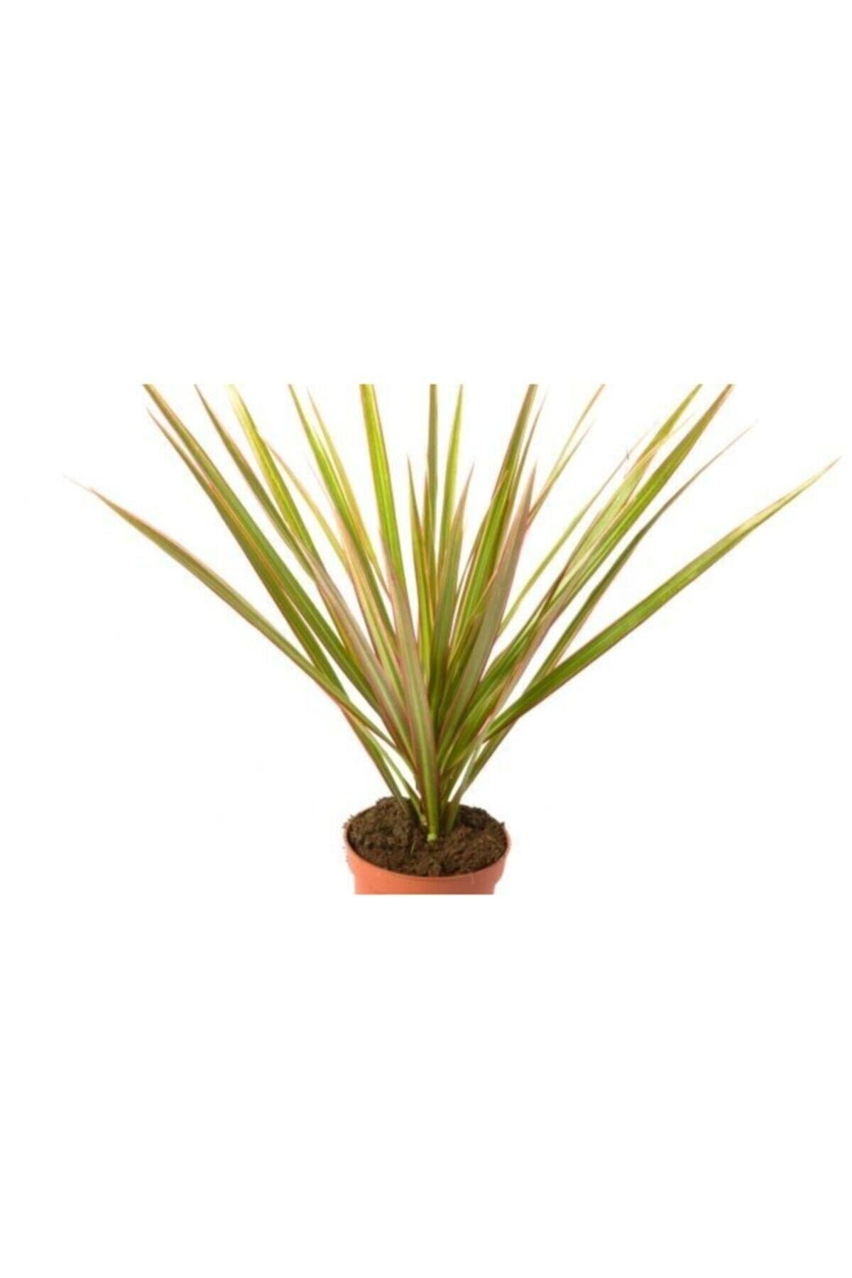 İç Mekan Bitkileri Dracaena Marginata Bicolor Baby