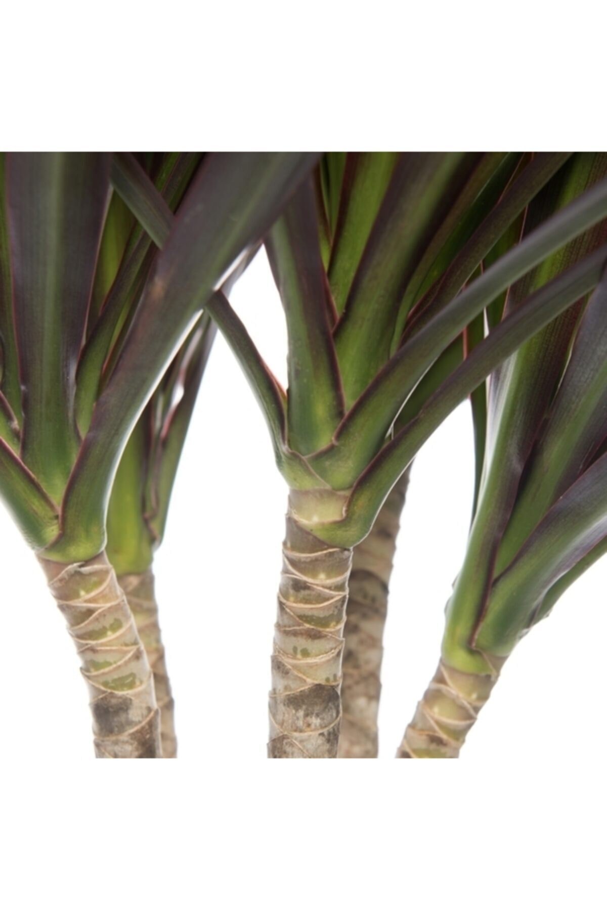 Iç Mekan Bitkileri Dracaena Marginata Bicolor - 3 Gövdeli Bahçe Çiçekleri