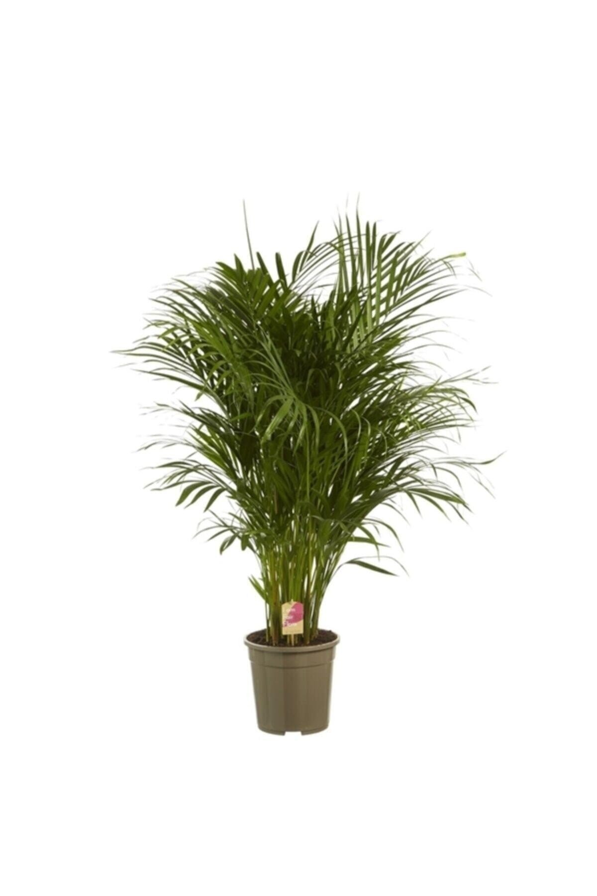 Iç Mekan Salon Ofis Çiçekleri Areca Dypsis Lutescens - Areka Palmiyesi +120 Cm
