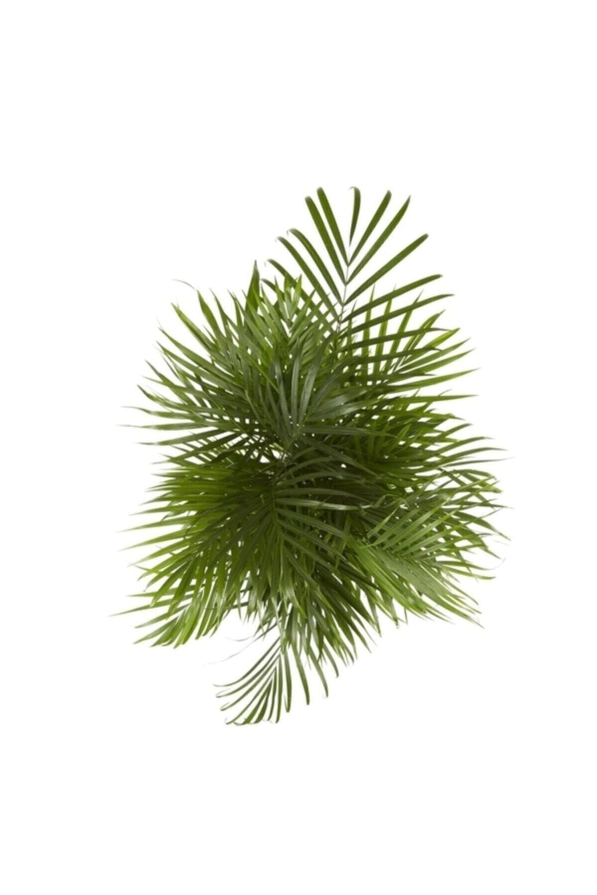 Iç Mekan Salon Ofis Çiçekleri Areca Dypsis Lutescens - Areka Palmiyesi +120 Cm