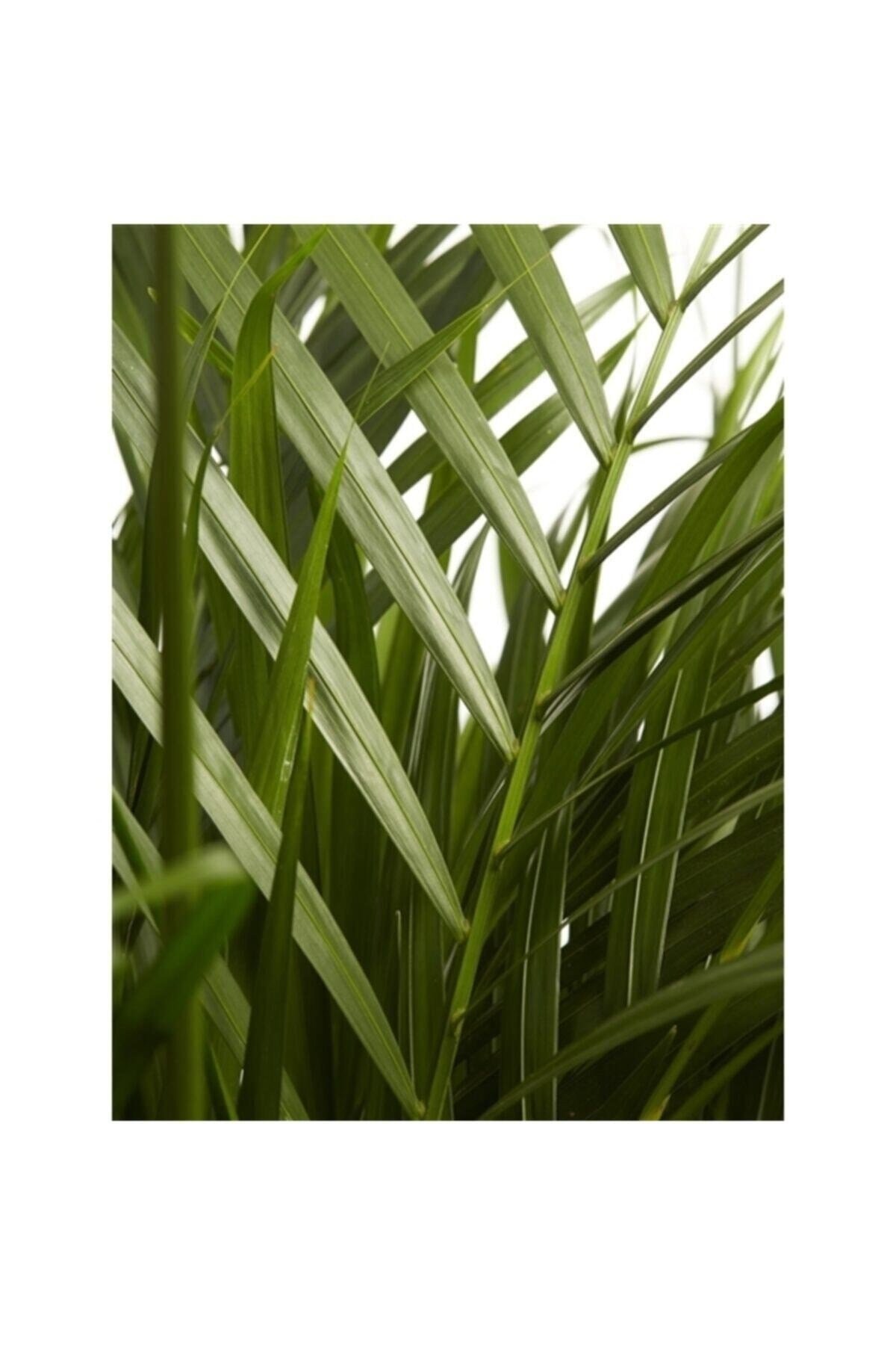 Iç Mekan Salon Ofis Çiçekleri Areca Dypsis Lutescens - Areka Palmiyesi +120 Cm
