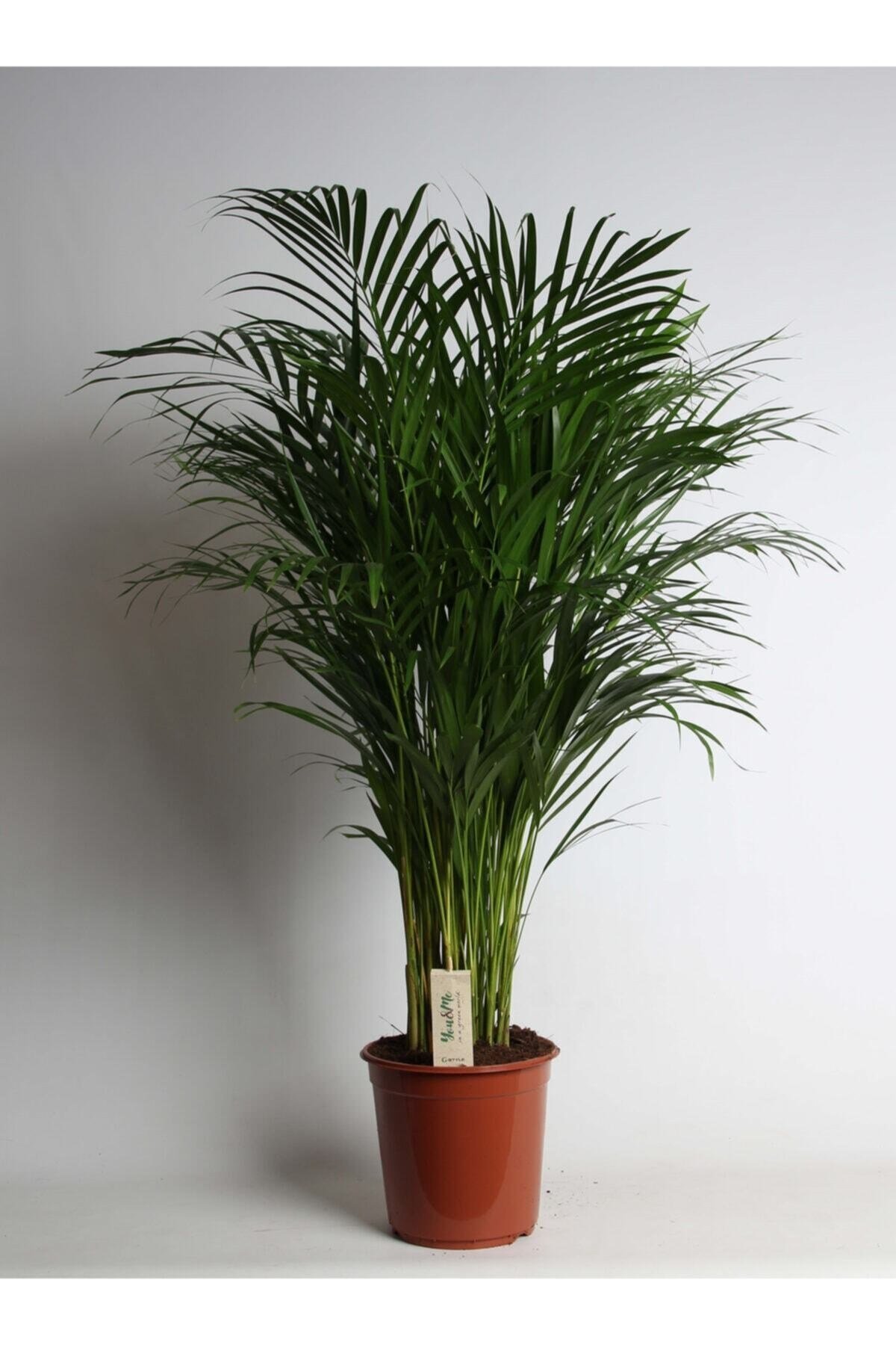 Iç Mekan Salon Ofis Çiçekleri Areca Dypsis Lutescens - Areka Palmiyesi +120 Cm