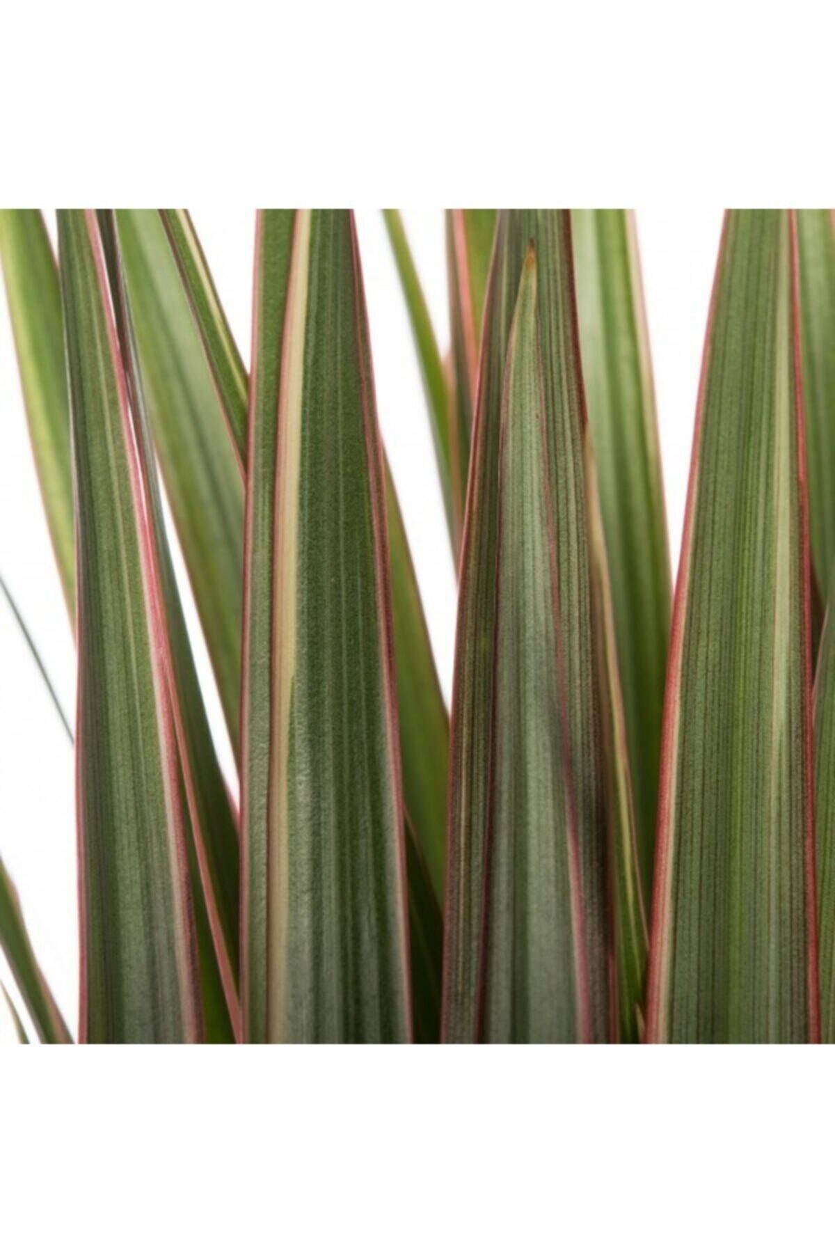 Iç Mekan Süs Bitkileri Dracaena Marginata Tricolor - 2 Gövdeli