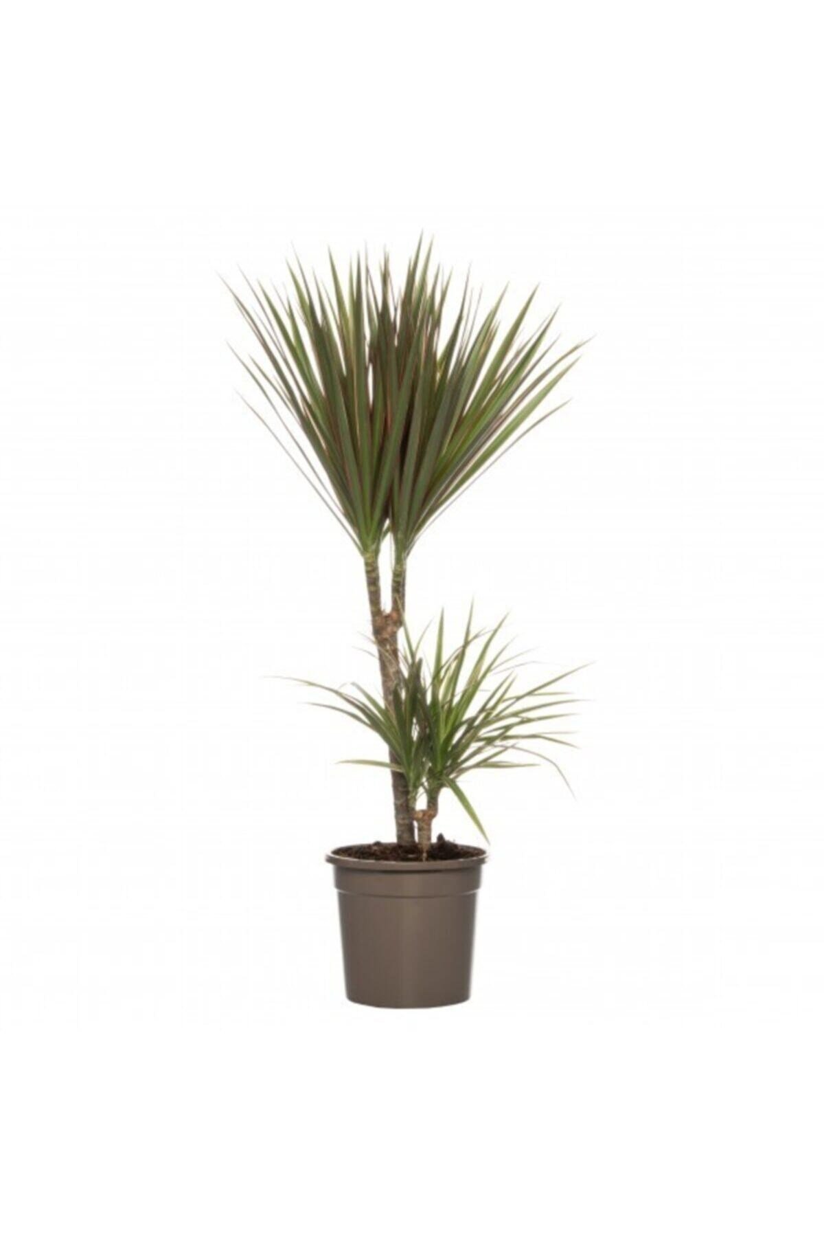 Iç Mekan Süs Bitkileri Dracaena Marginata Tricolor - 2 Gövdeli