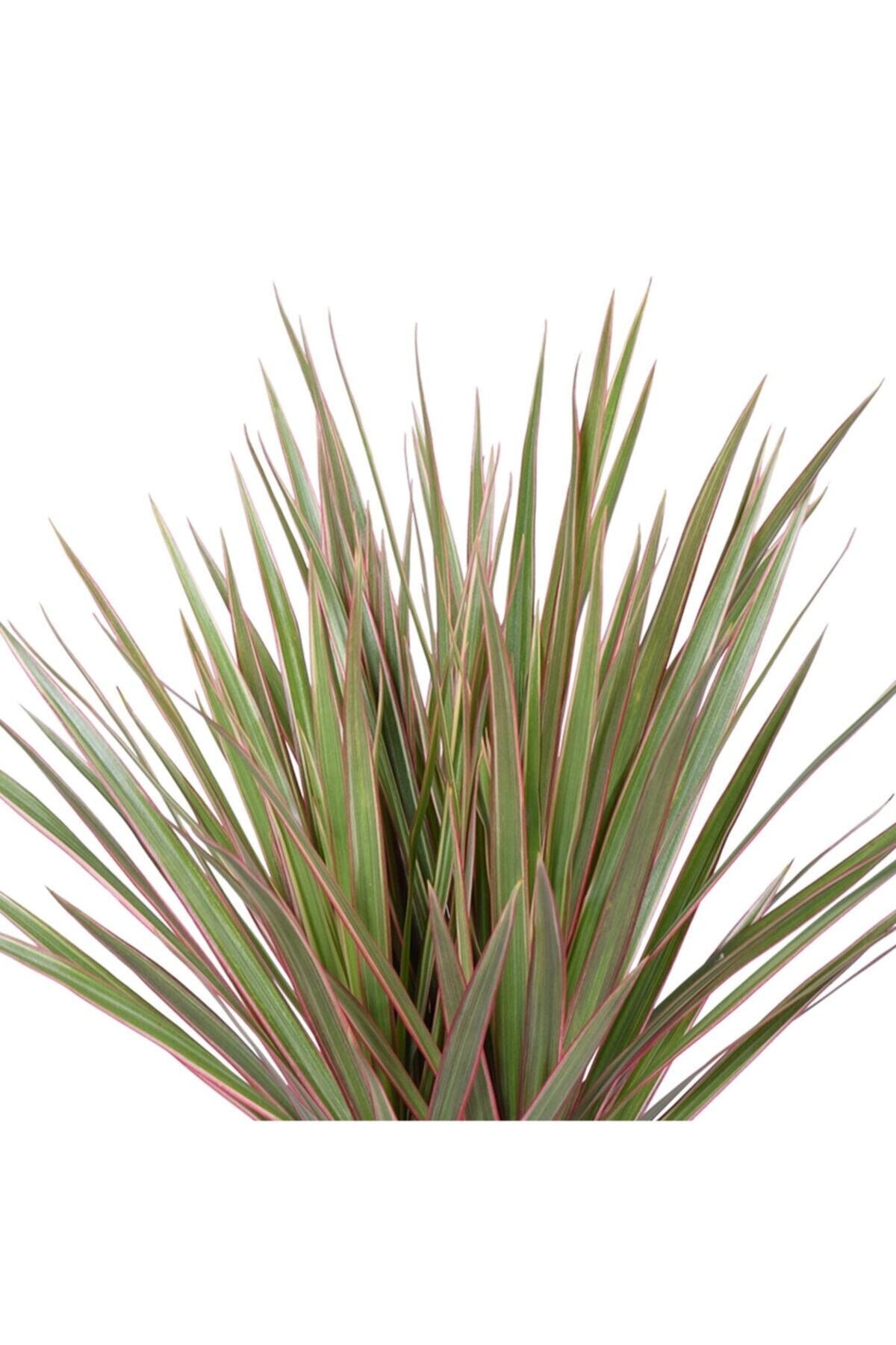 Iç Mekan Süs Bitkileri Dracaena Marginata Tricolor - 2 Gövdeli