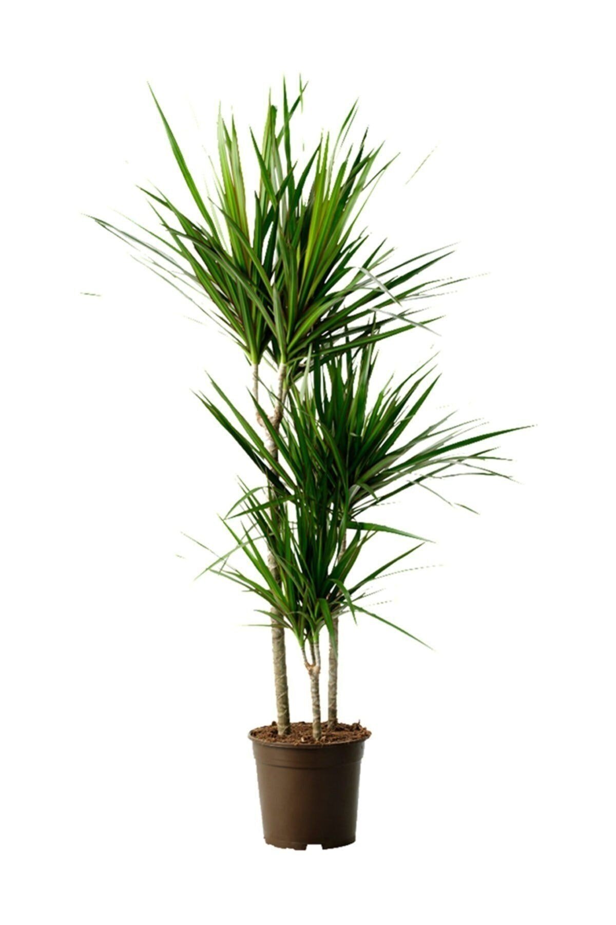 Iç Mekan Ve Ofis Bitkileri - Dracaena Marginata 3'lü 150 Cm.