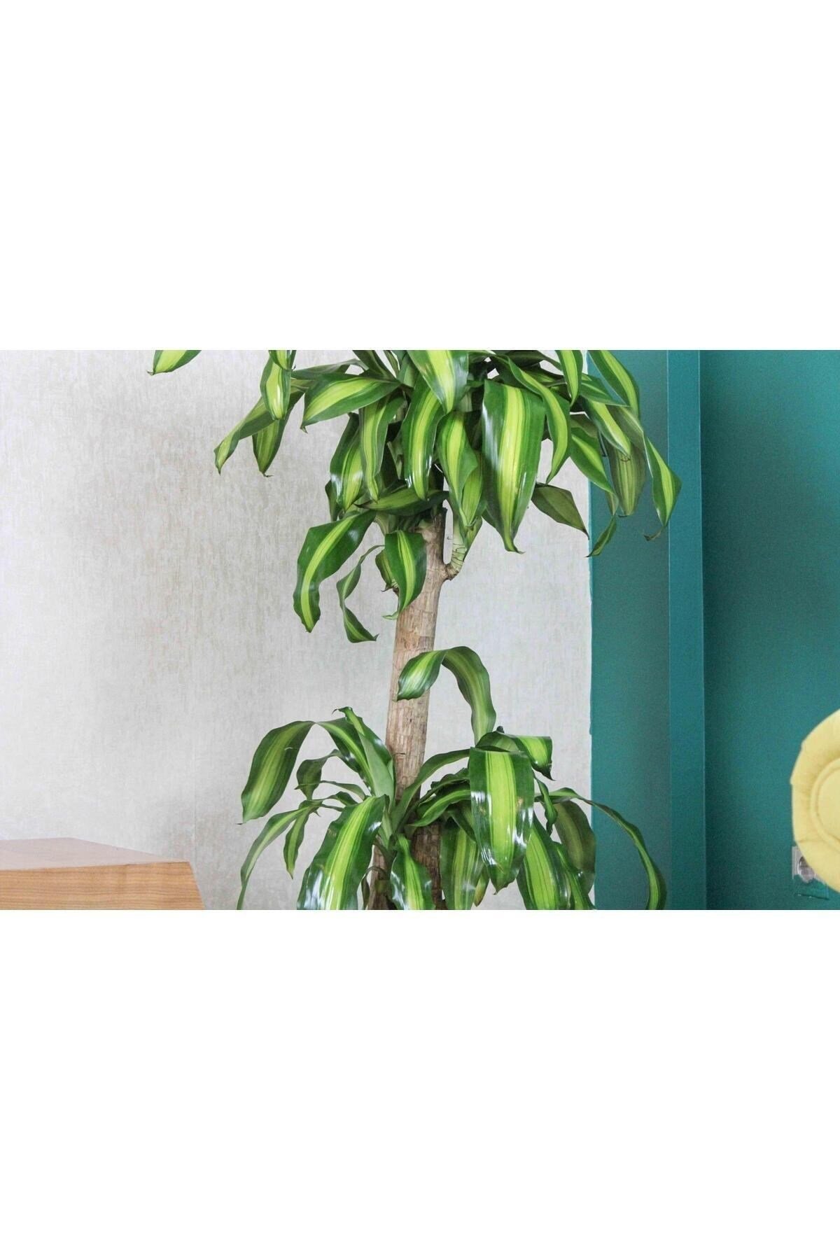 İki Köklü Kalın Gövdeli Massengena (yuka-yucca-yuca) 150 cm