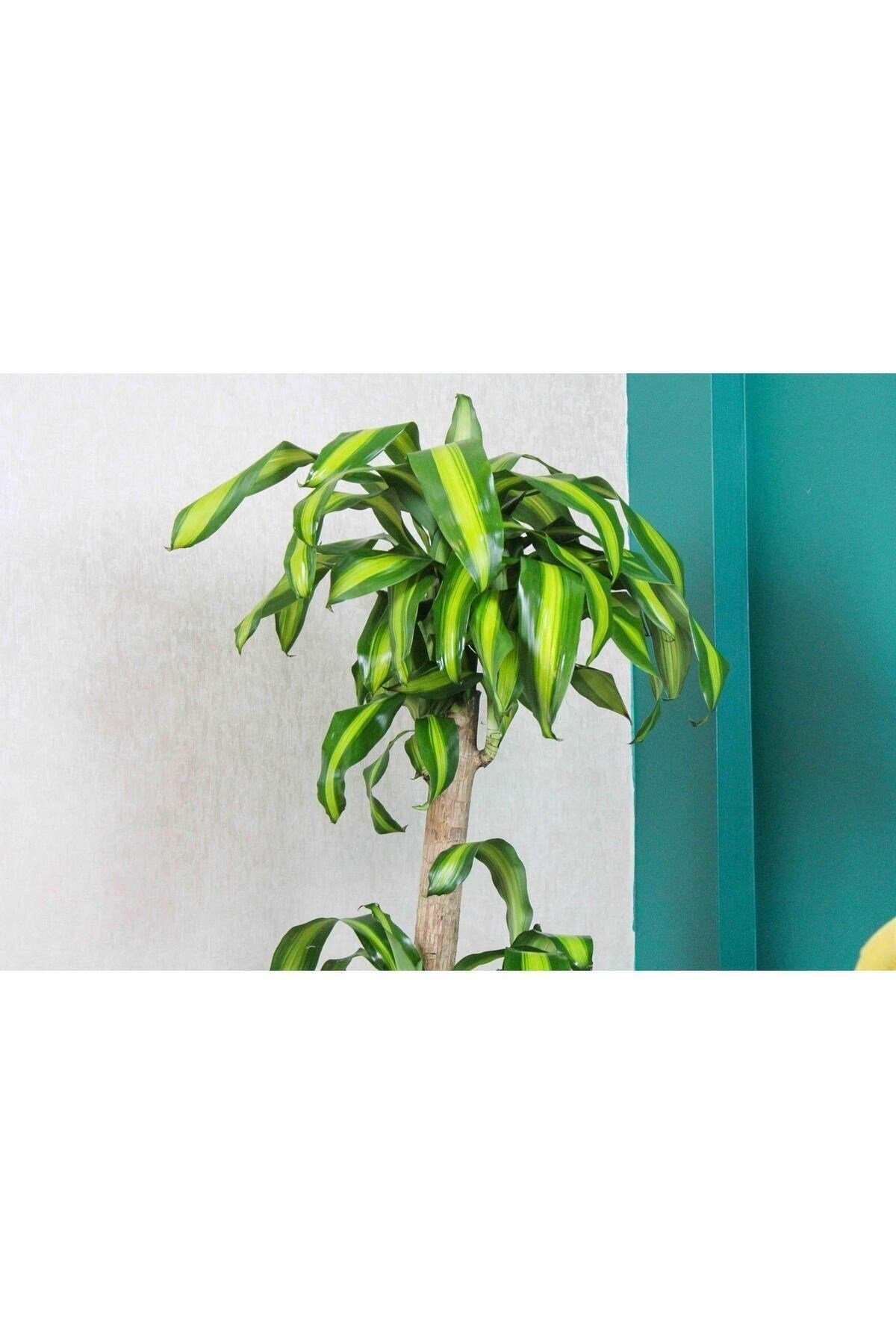 İki Köklü Kalın Gövdeli Massengena (yuka-yucca-yuca) 150 cm