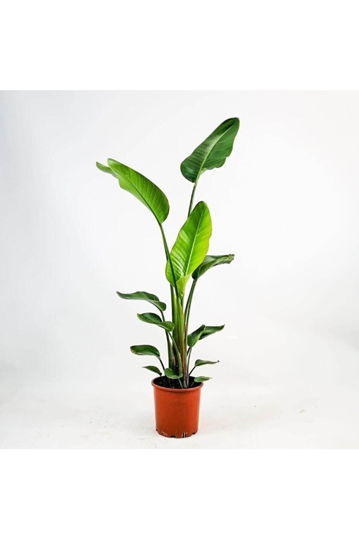 İKLİM GARDEN Starliçe - Beyaz Cennet Kuşu -(strelitzia Nicolai) ÇOK KÖKLÜ XXXL BOY 3 METRE