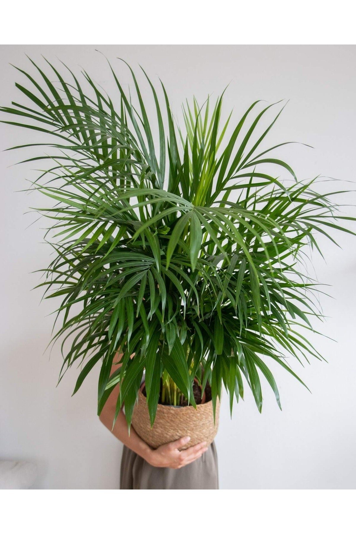Ithal Areka Palmiyesi 140-160 Cm Dolgun Formlu
