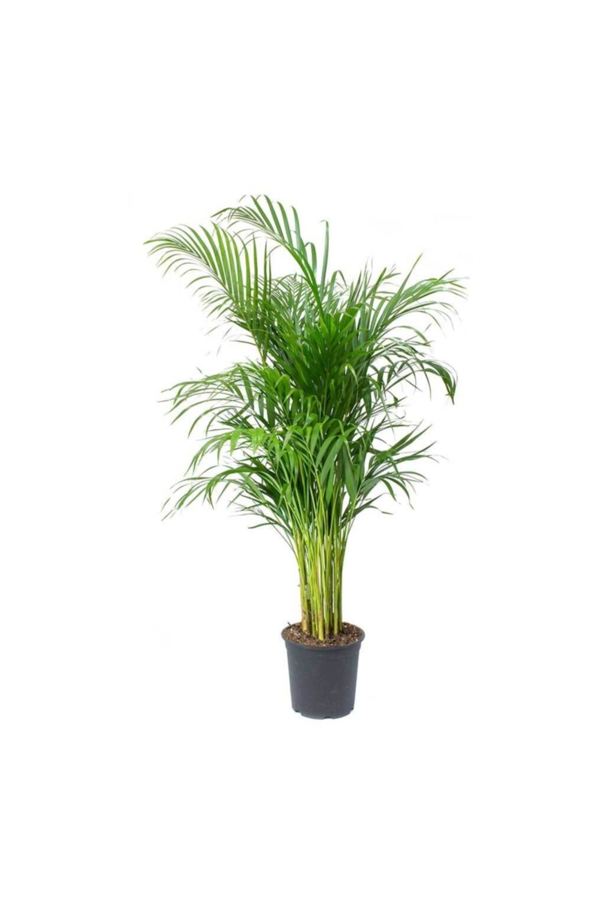 Ithal Areka Palmiyesi Dolgun Form 140-160 Cm
