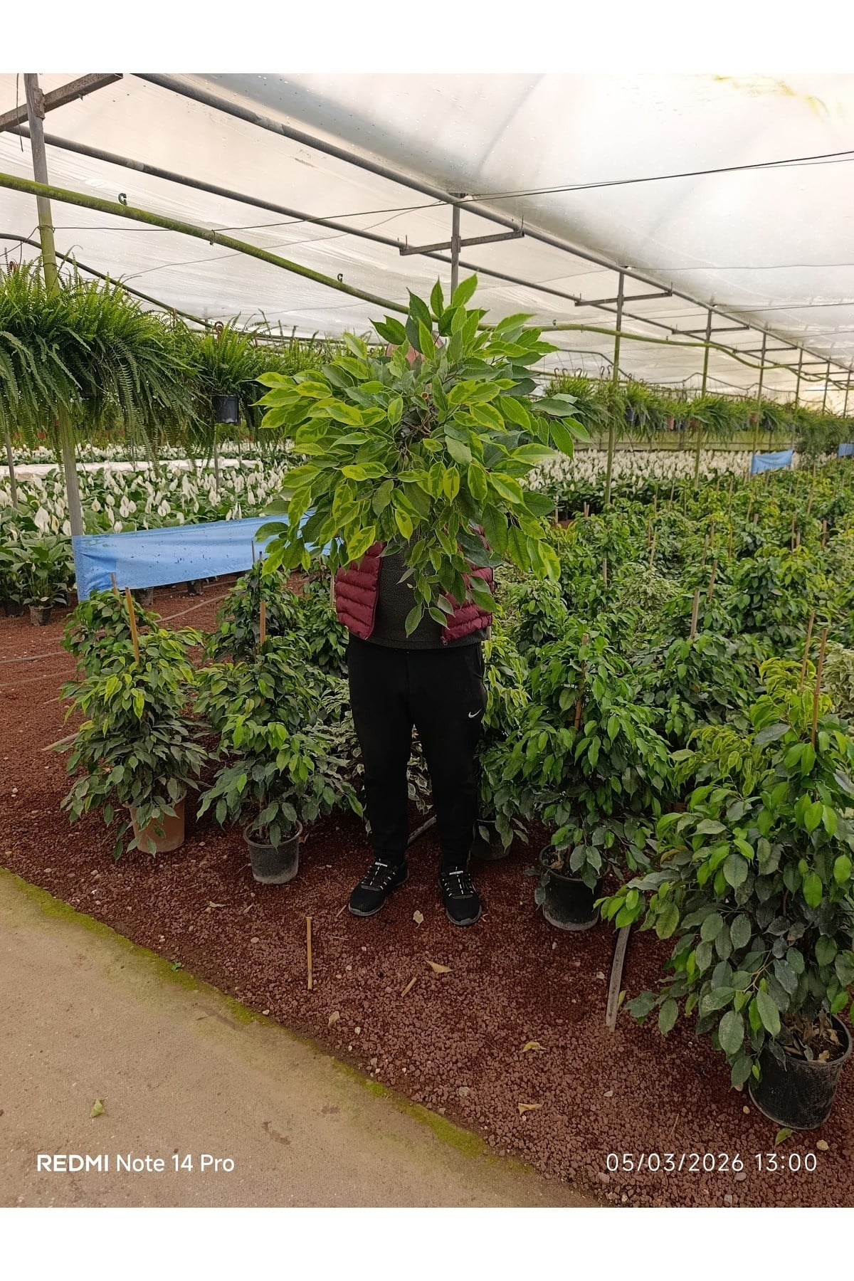 İthal Benjamin Ficus - Dev Boy 80-100cm - Dolgun Formlu Salon Çiçeği - Özel Stok