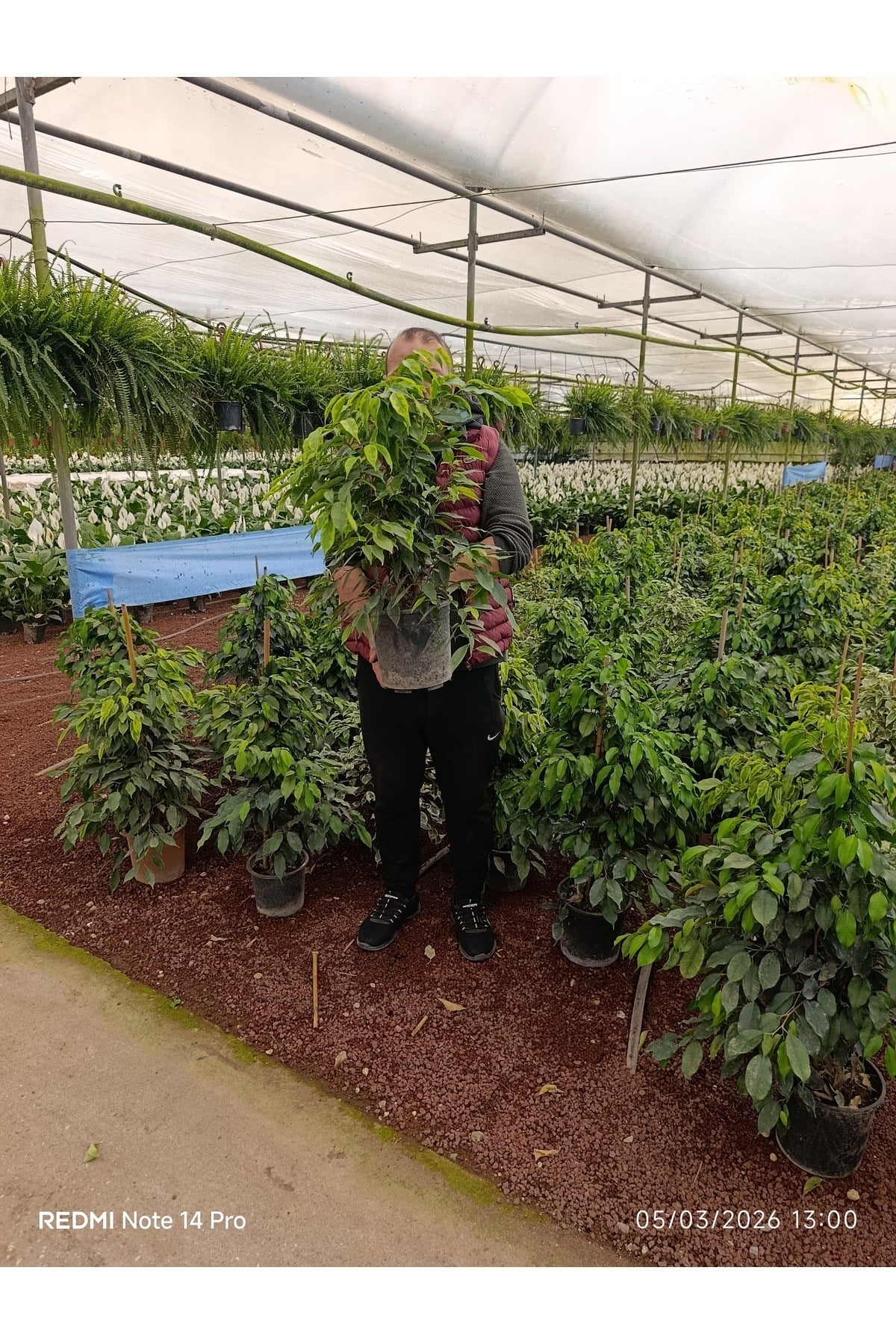 İthal Benjamin Ficus - Dev Boy 80-100cm - Dolgun Formlu Salon Çiçeği - Özel Stok