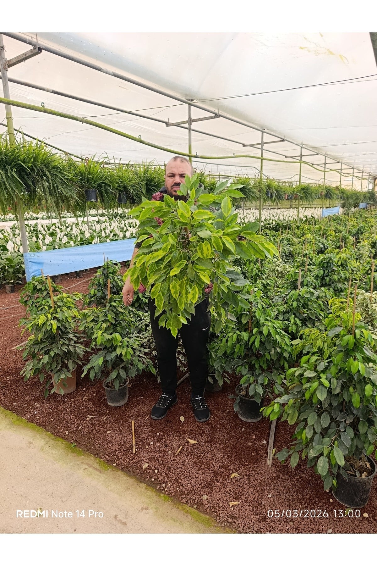 İthal Benjamin Ficus - Dev Boy 80-100cm - Dolgun Formlu Salon Çiçeği - Özel Stok