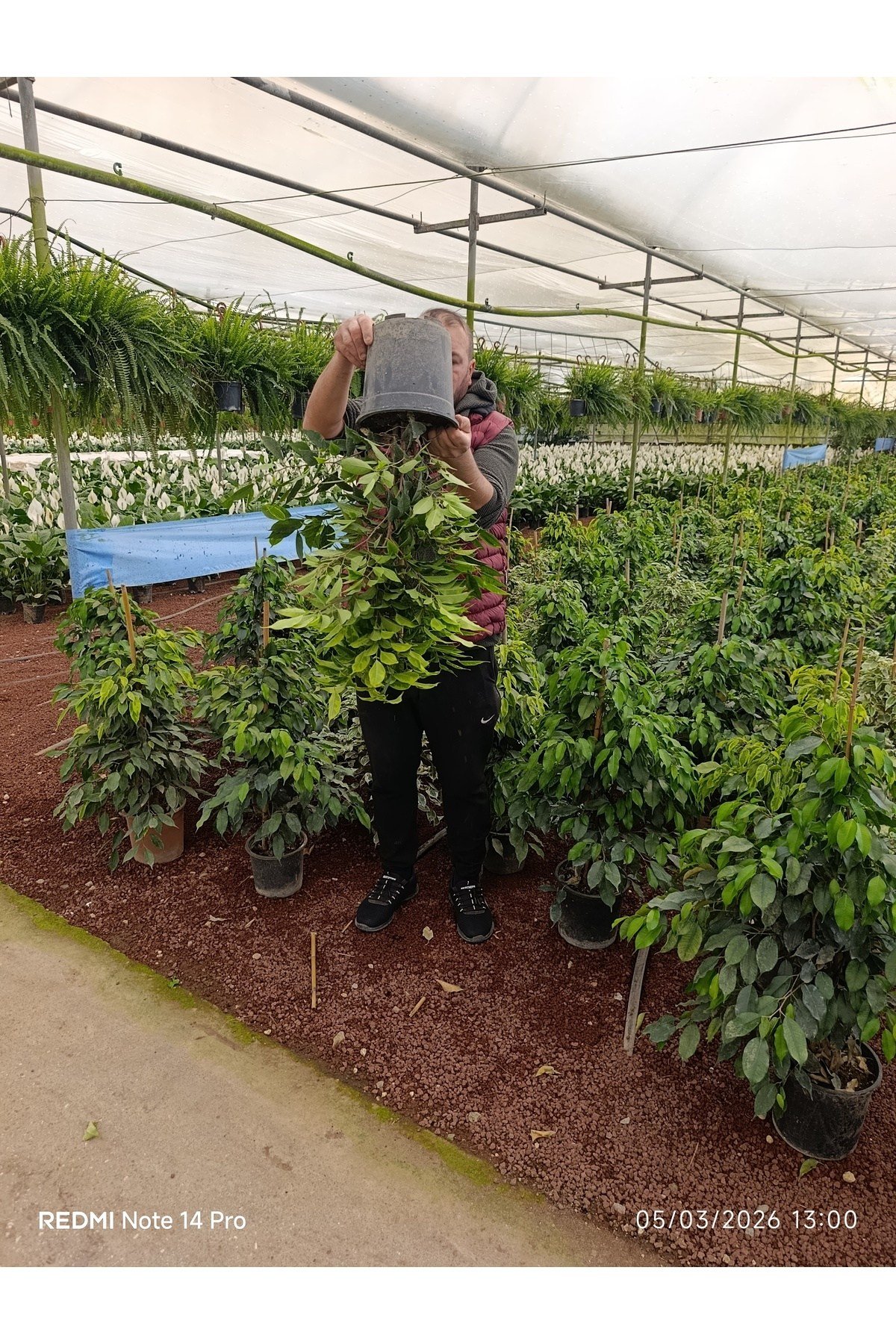 İthal Benjamin Ficus - Dev Boy 80-100cm - Dolgun Formlu Salon Çiçeği - Özel Stok