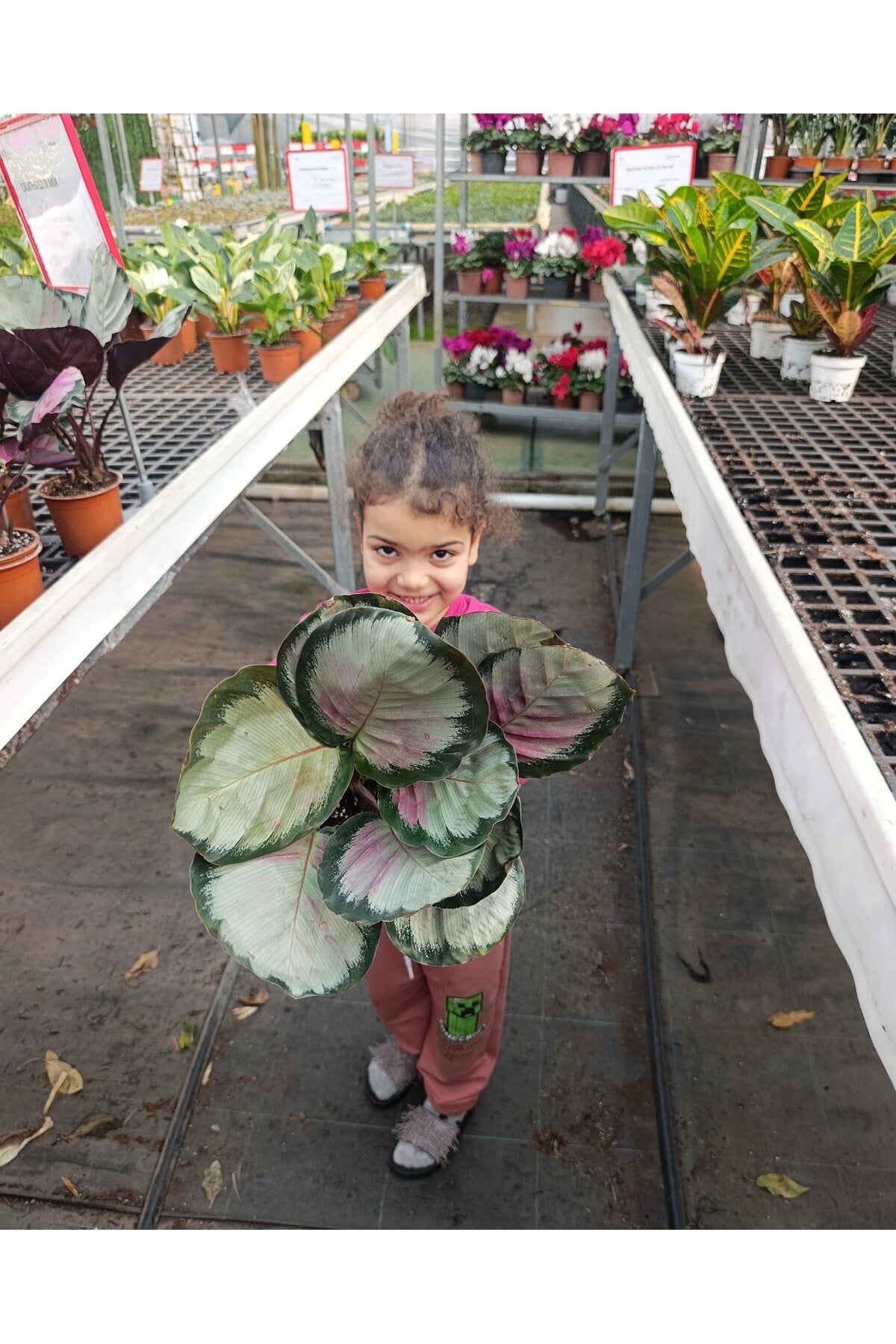 İthal Calathea Roseopicta Rosy Özel Formlu Pembe Yapraklı Canlı Salon Bitkisi - Dekoratif Dua Çiçeği