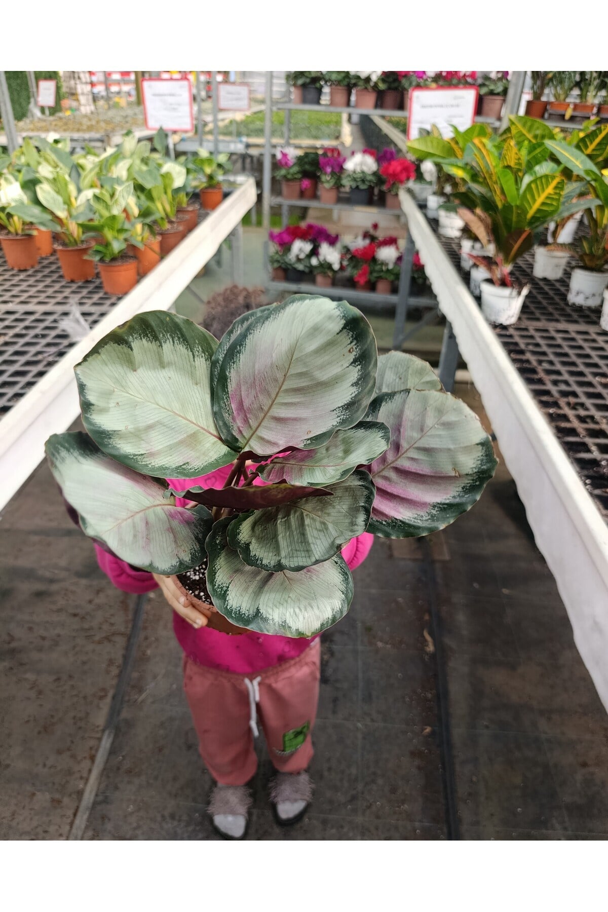 İthal Calathea Roseopicta Rosy Özel Formlu Pembe Yapraklı Canlı Salon Bitkisi - Dekoratif Dua Çiçeği