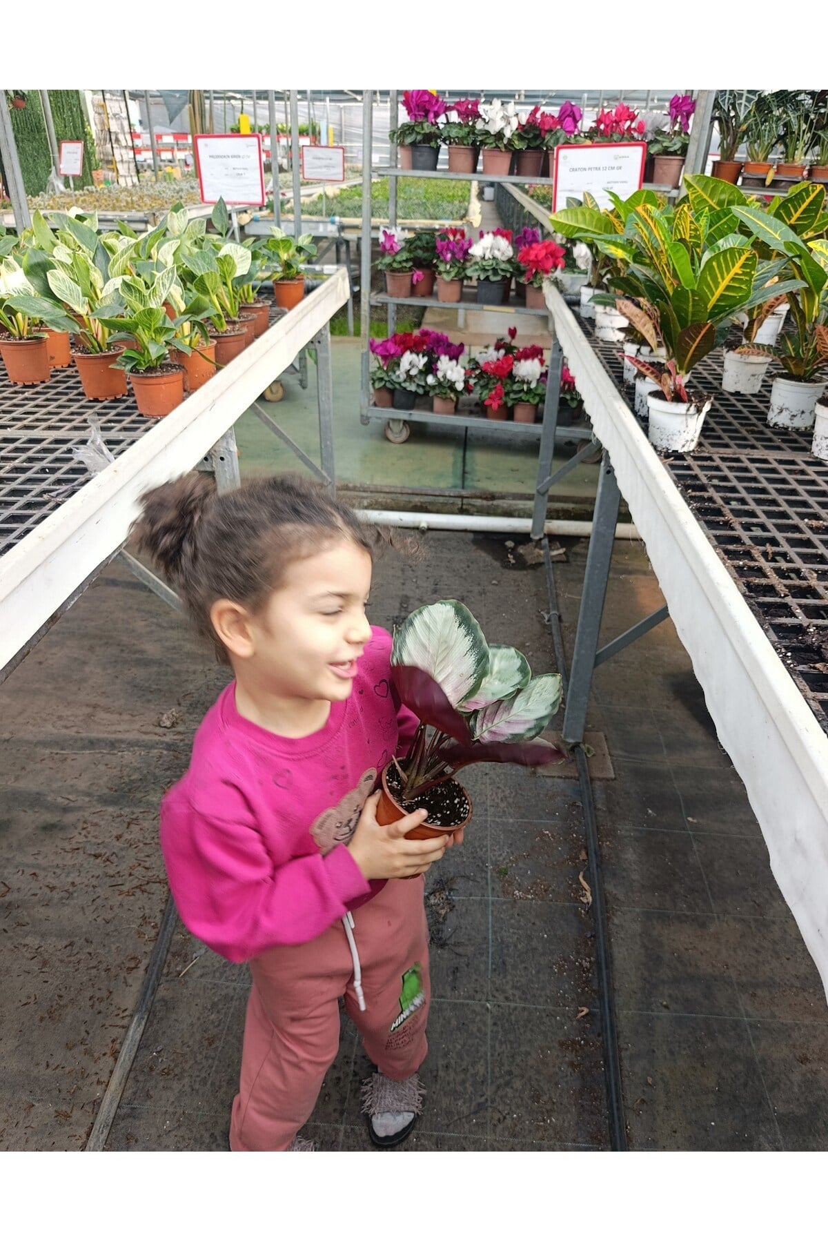 İthal Calathea Roseopicta Rosy Özel Formlu Pembe Yapraklı Canlı Salon Bitkisi - Dekoratif Dua Çiçeği