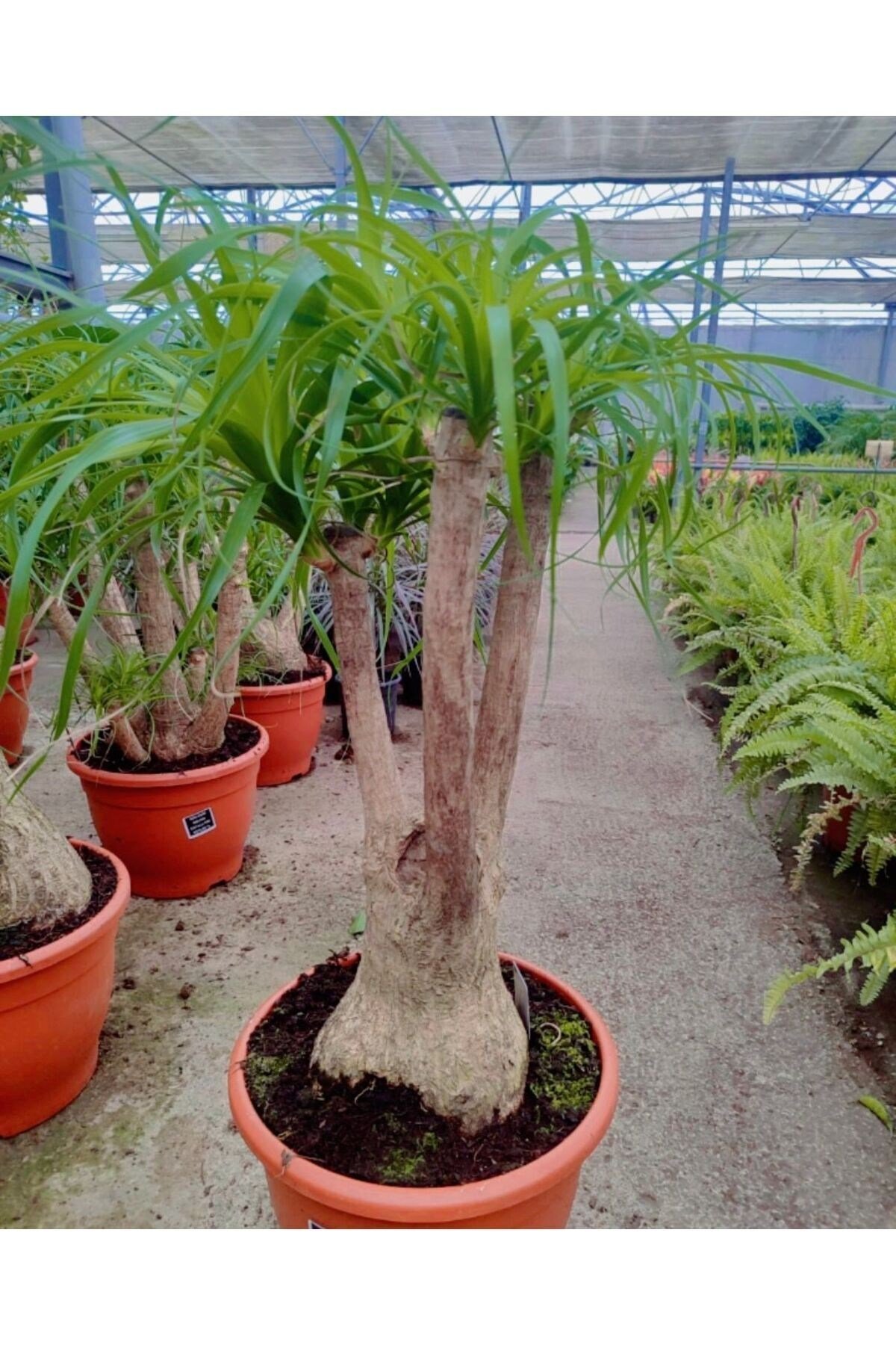 İthal Çatallı Nolina Fil Ayağı Bitkisi çap 41cm