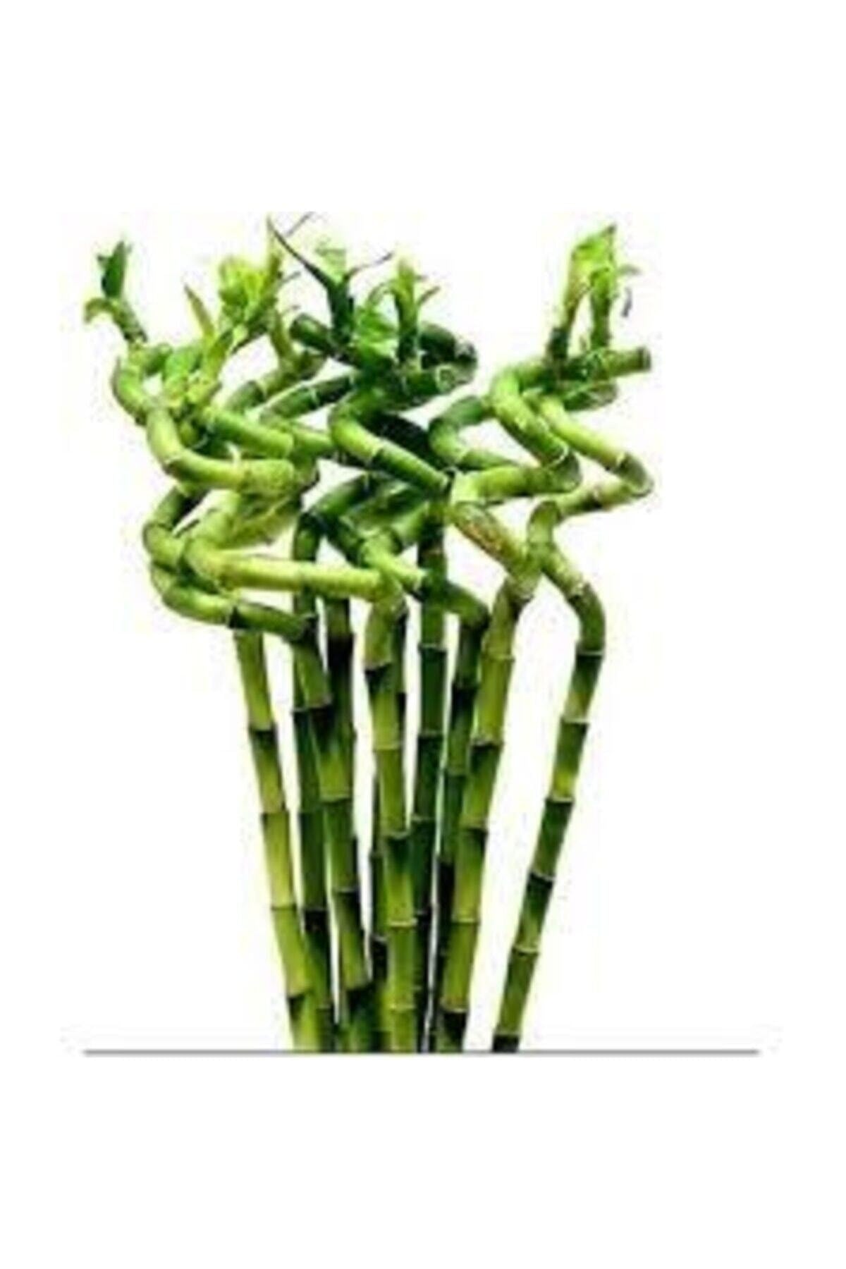 Ithal Dal Bambu Lucky Bamboo Şans Bambu 5 Li 80cm Salon Ev Bitkisi