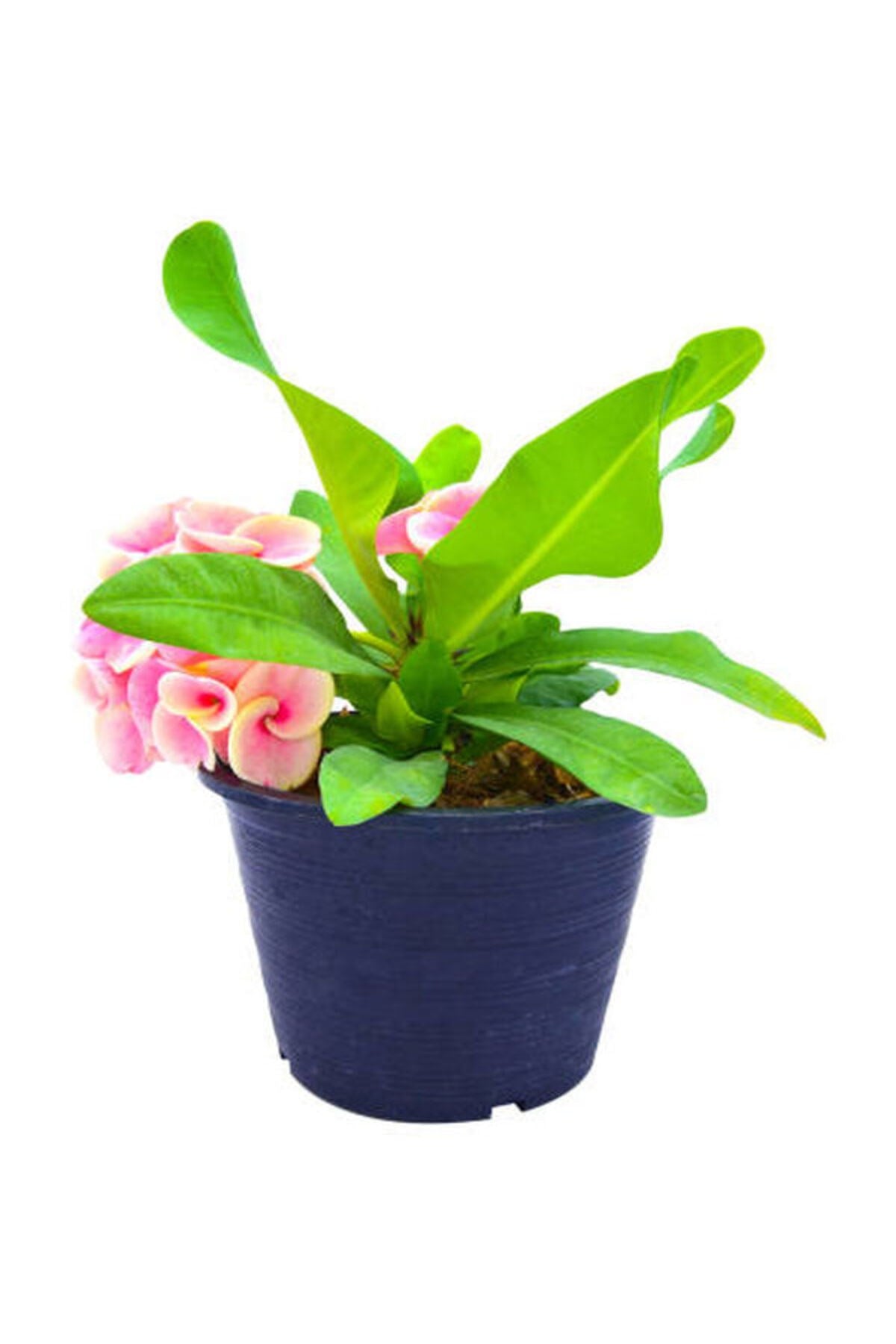 İthal Dikenler tacı Çiçeği 1 Adet Saksılı (20-40 Cm) (Euphorbia milii)