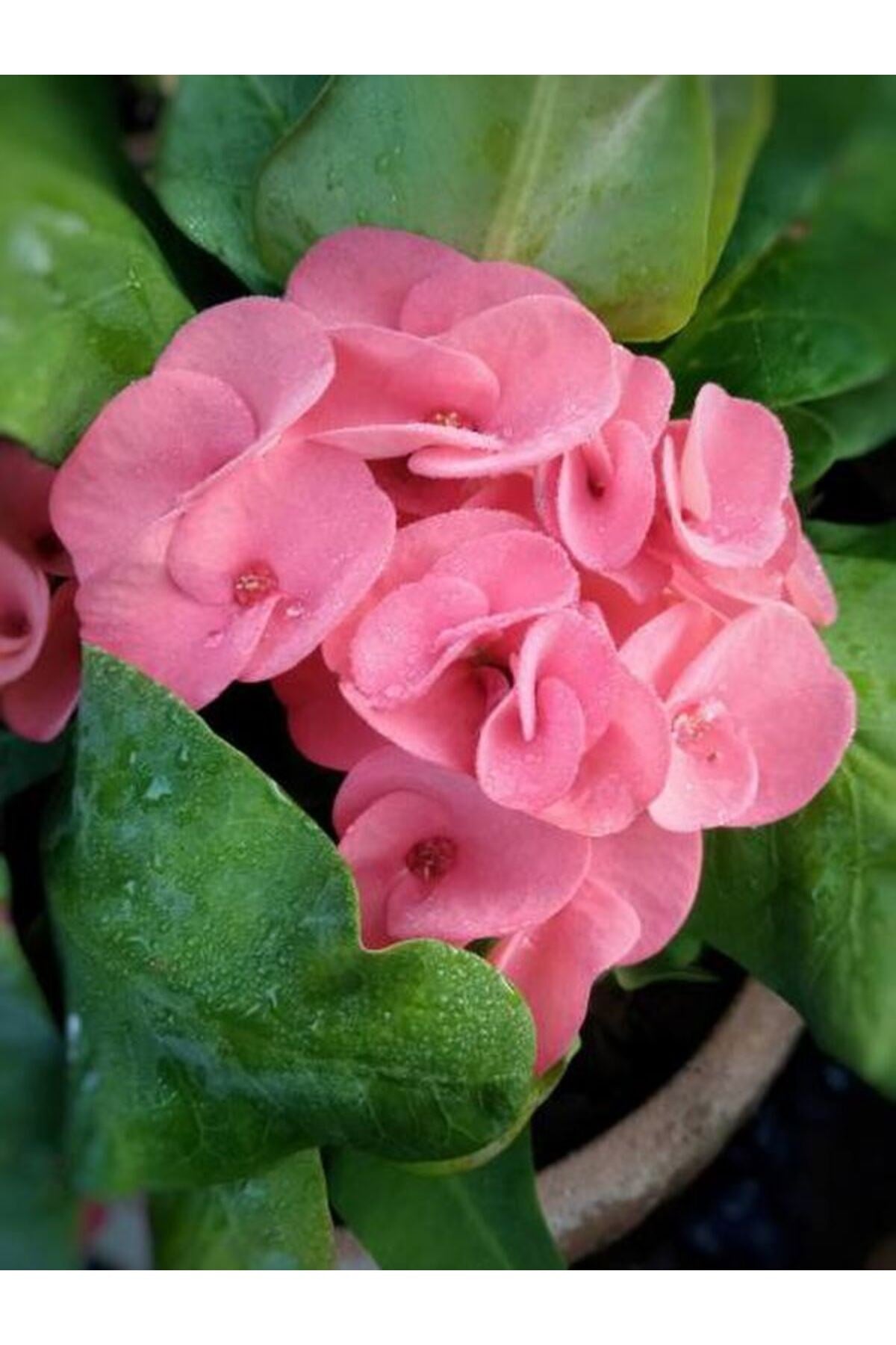 İthal Dikenler tacı Çiçeği 1 Adet Saksılı (20-40 Cm) (Euphorbia milii)